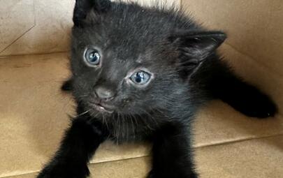 Found Black Kitten