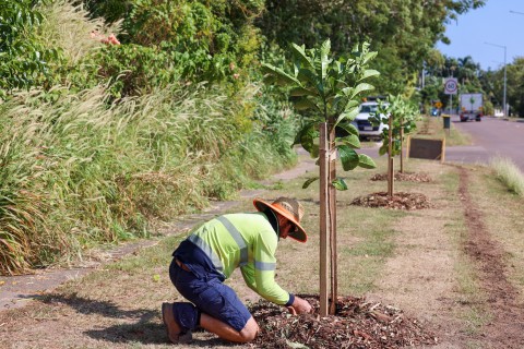 City of Darwin is holding a community planting day on Fitzer Drive, Ludmilla this Saturday 21 October 2023.