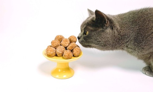 Cat food