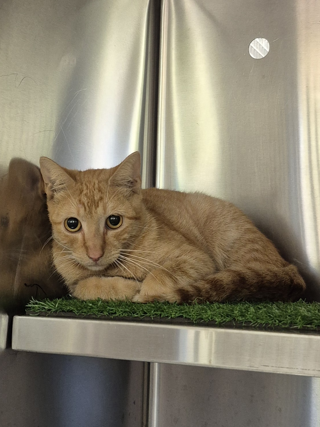Found Domestic Short Hair