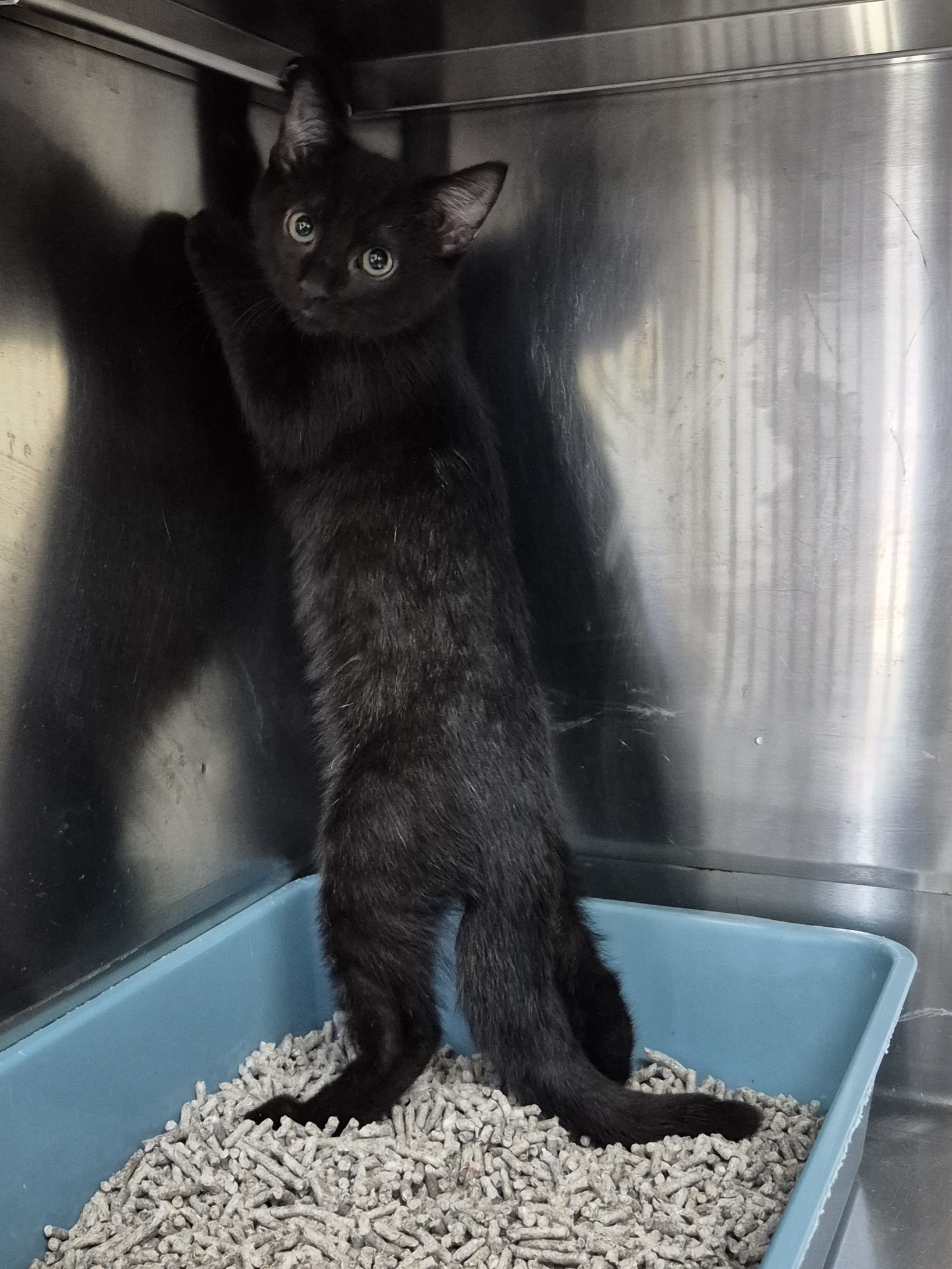 Found Domestic Short Hair Kitten