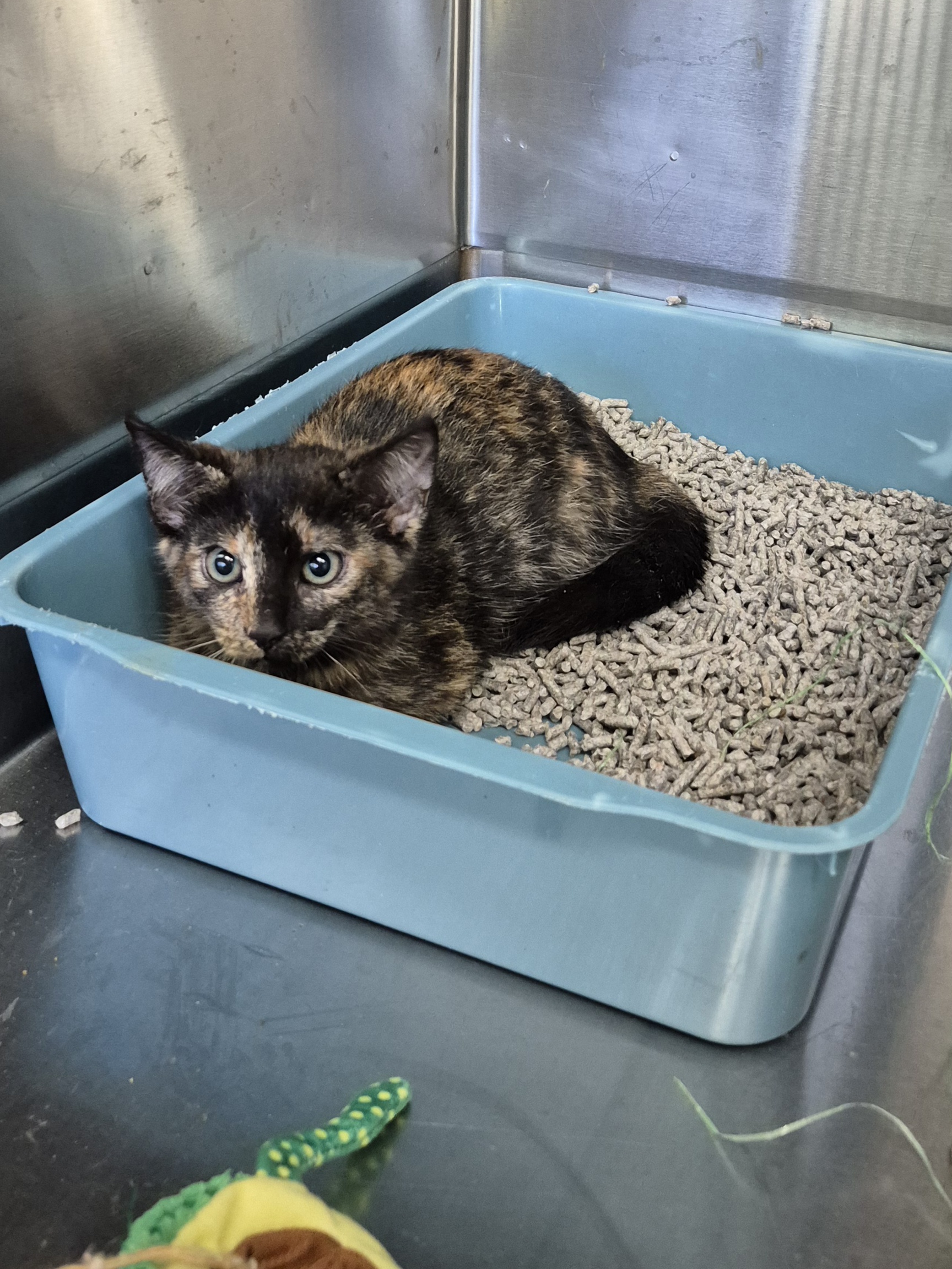 Found Domestic Short Hair Kitten