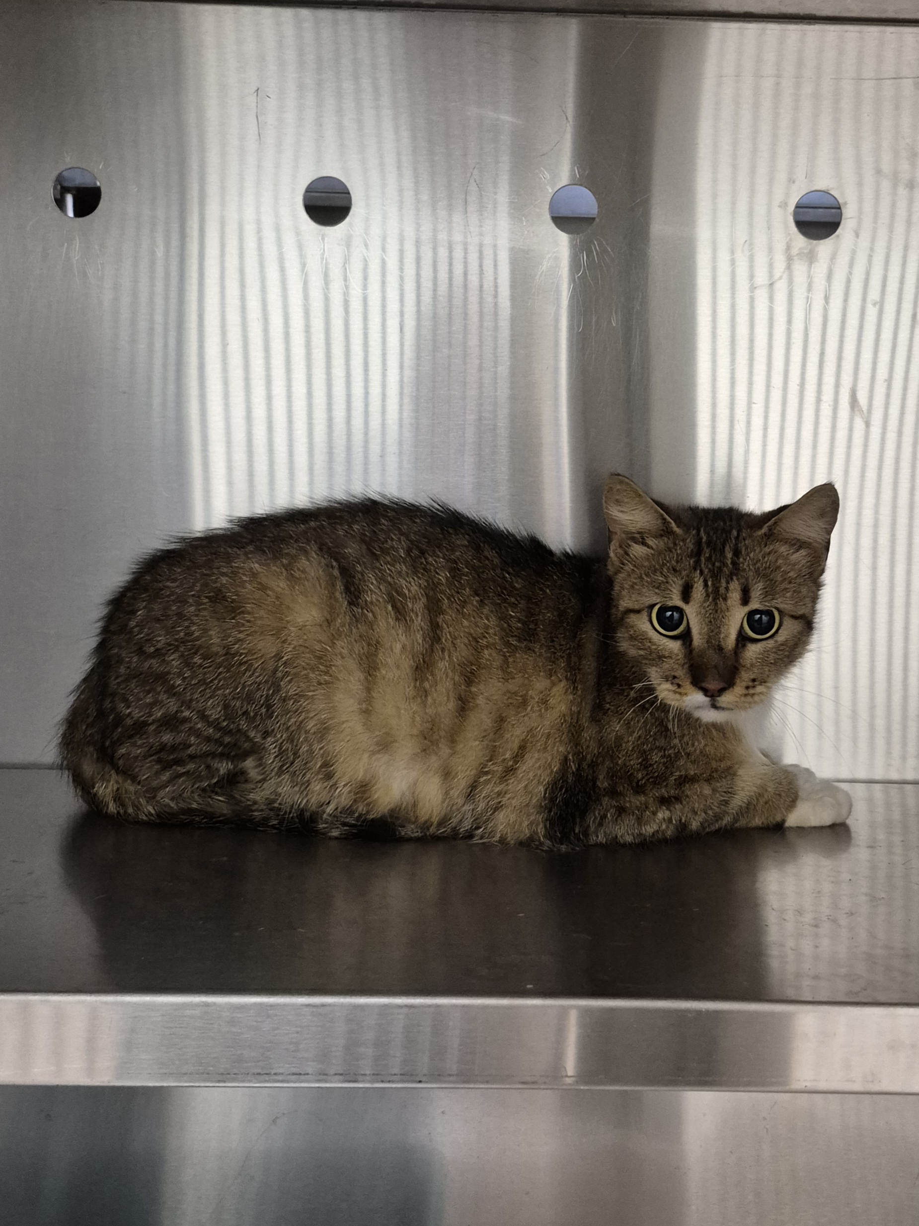 Found Domestic Short Hair