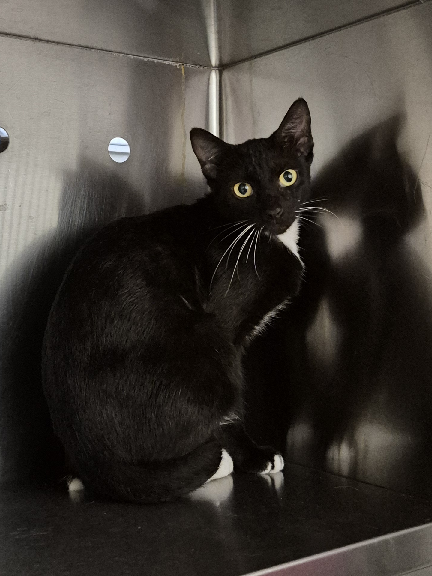 Found Domestic Short Hair