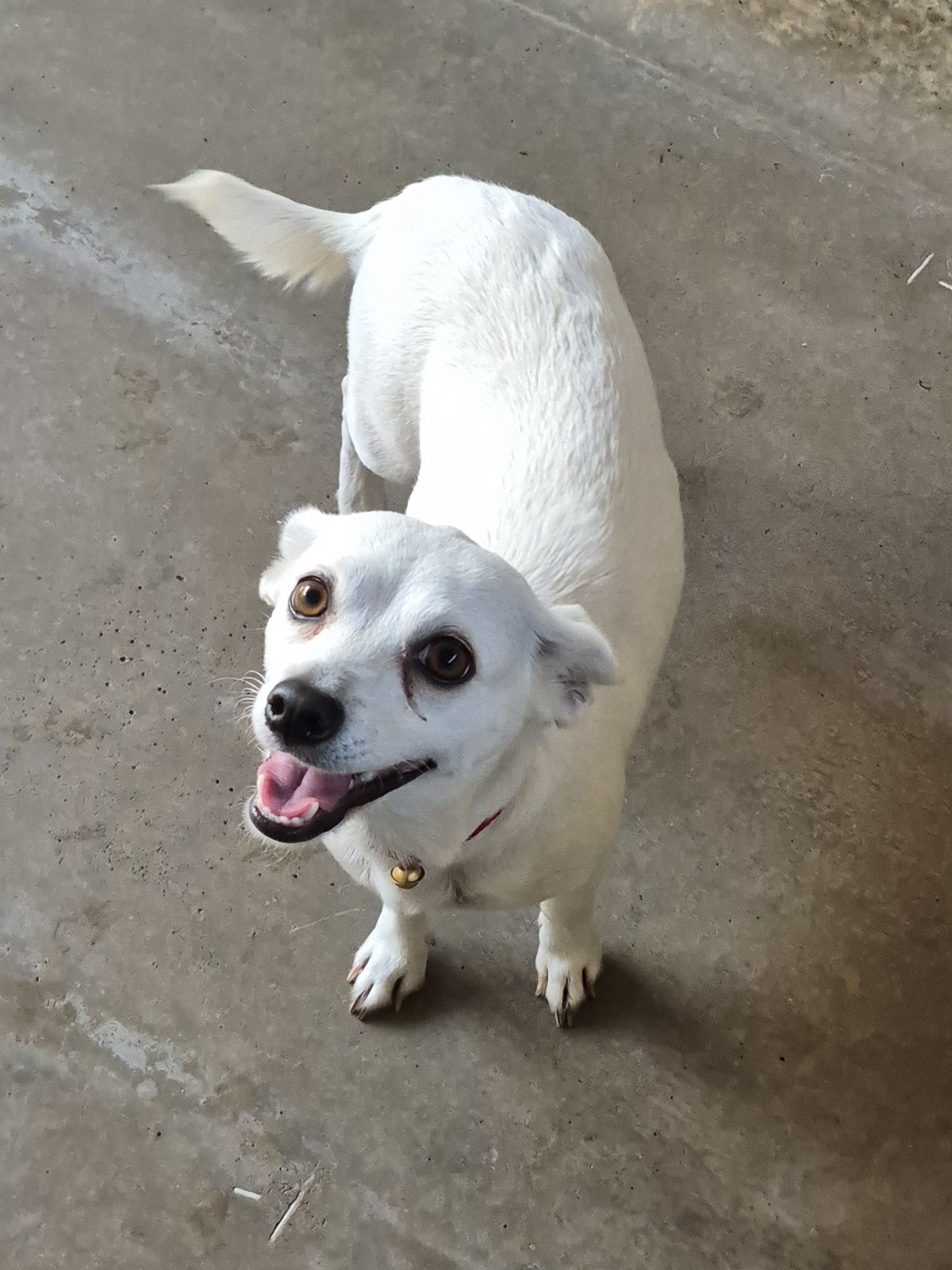 Found Chihuahua Cross