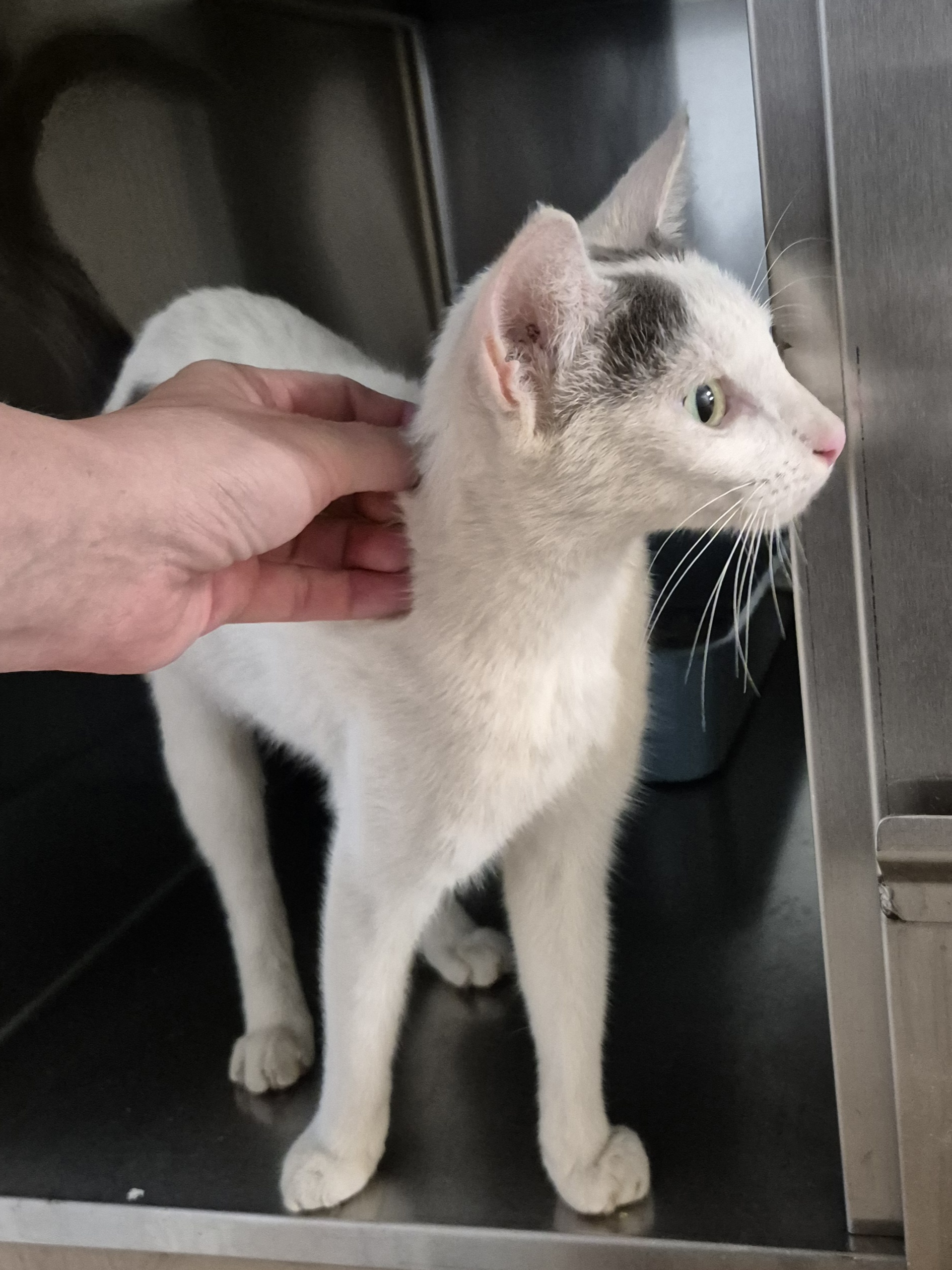 Found Domestic Short Hair