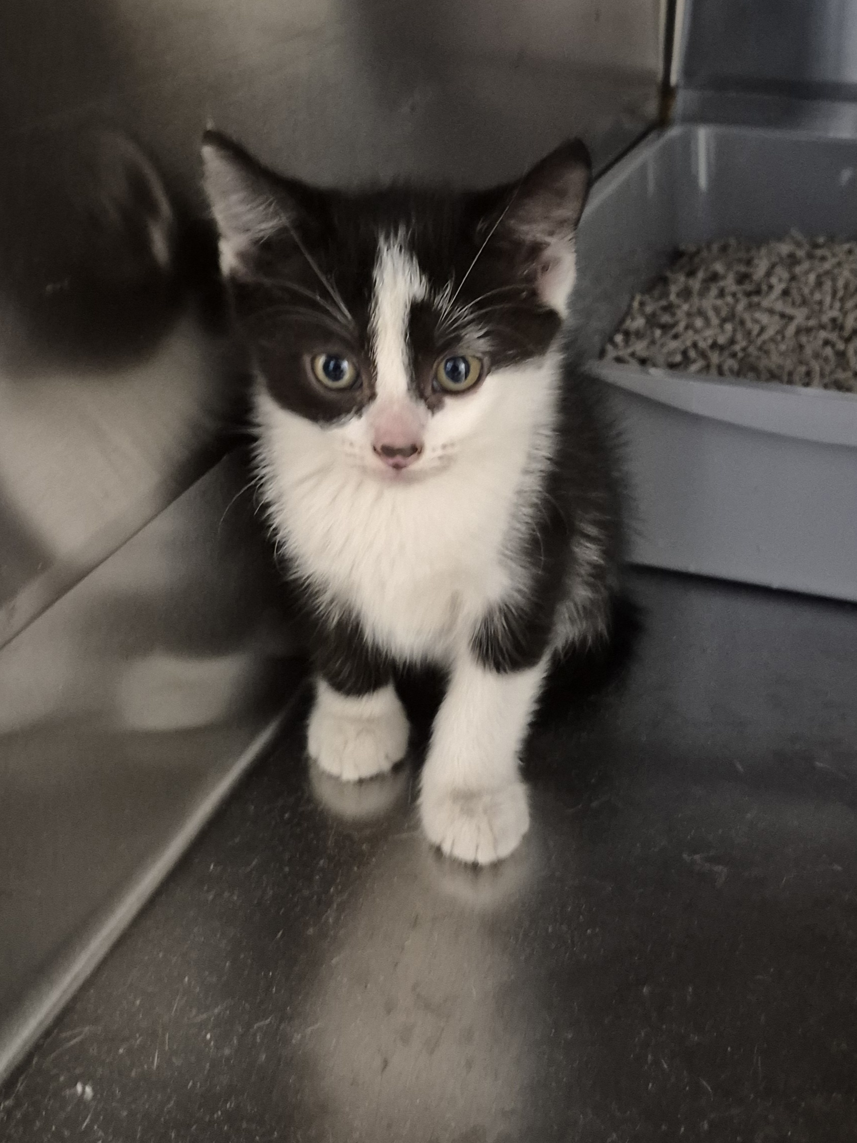 Found Domestic Short Hair Kitten