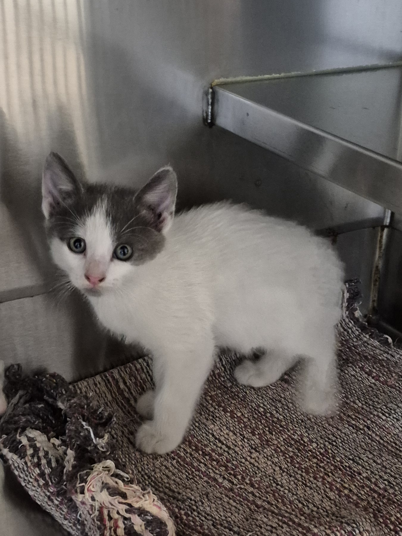 Found Domestic Short Hair Kitten