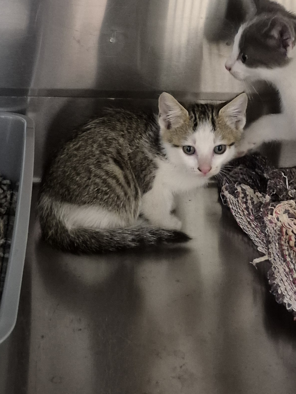 Found Domestic Short Hair Kitten