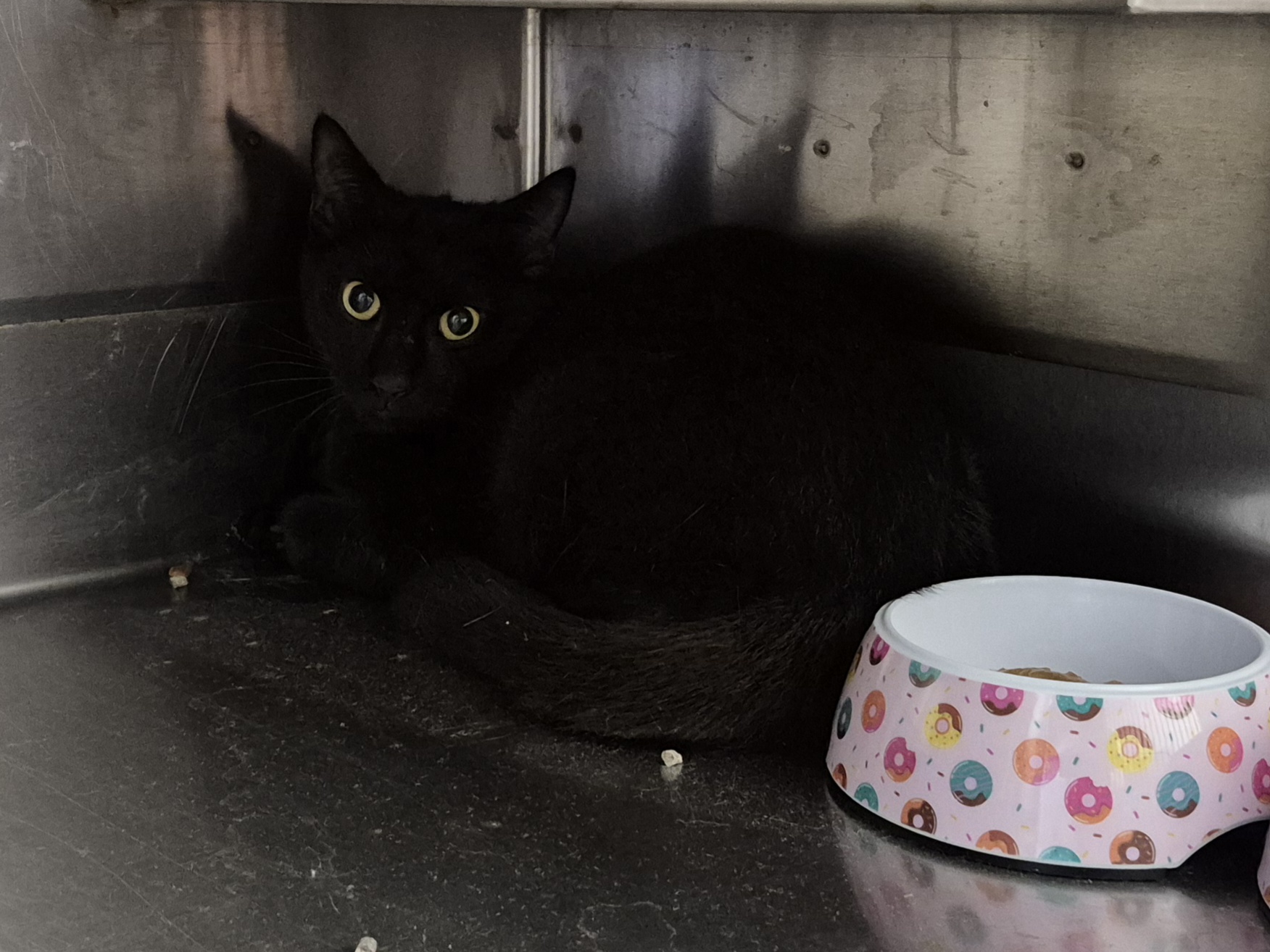 Found Domestic Short Hair
