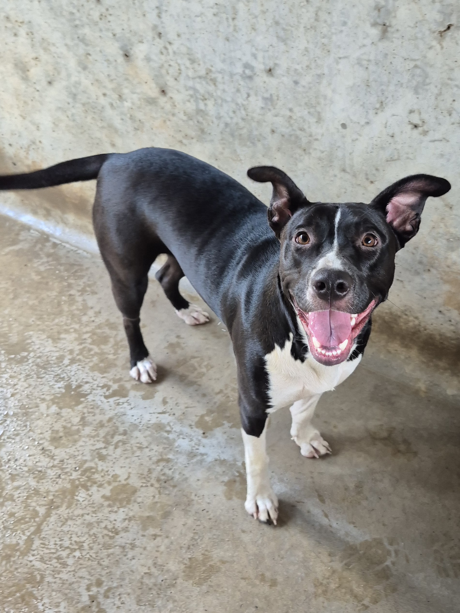 Found Medium Mixed Breed