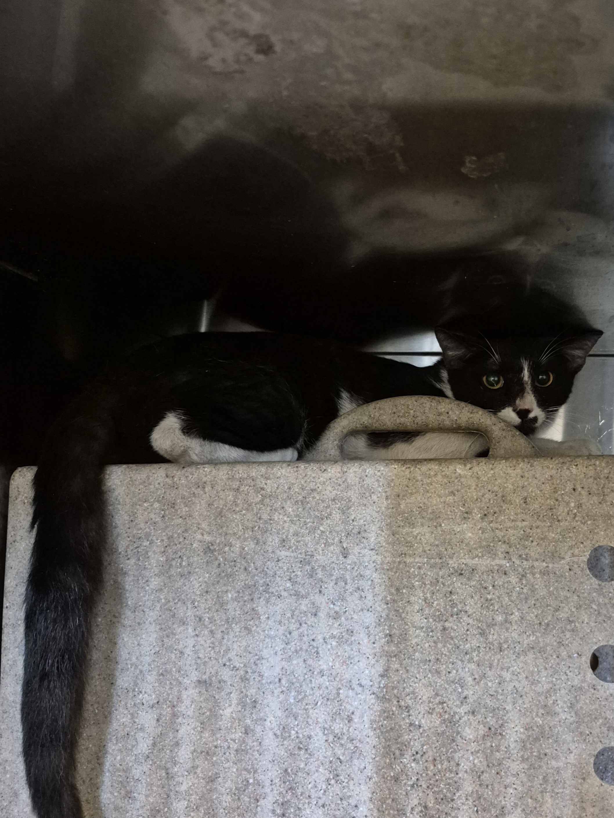 Found Domestic Short Hair