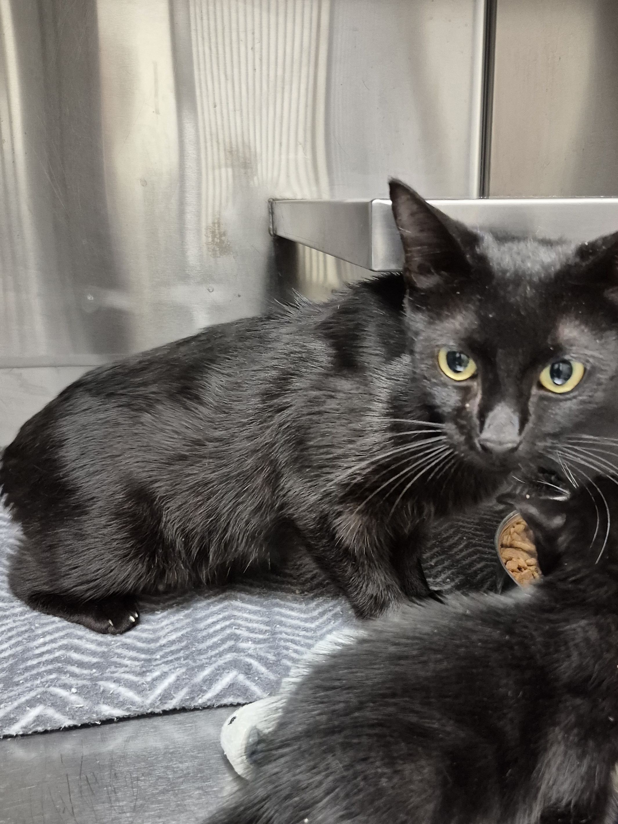 Found Domestic Short Hair
