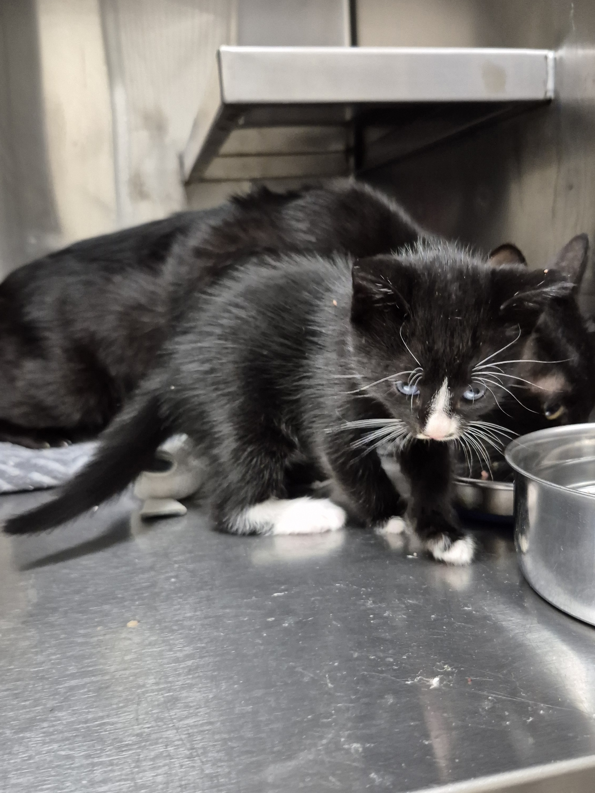 Found Domestic Short Hair Kitten