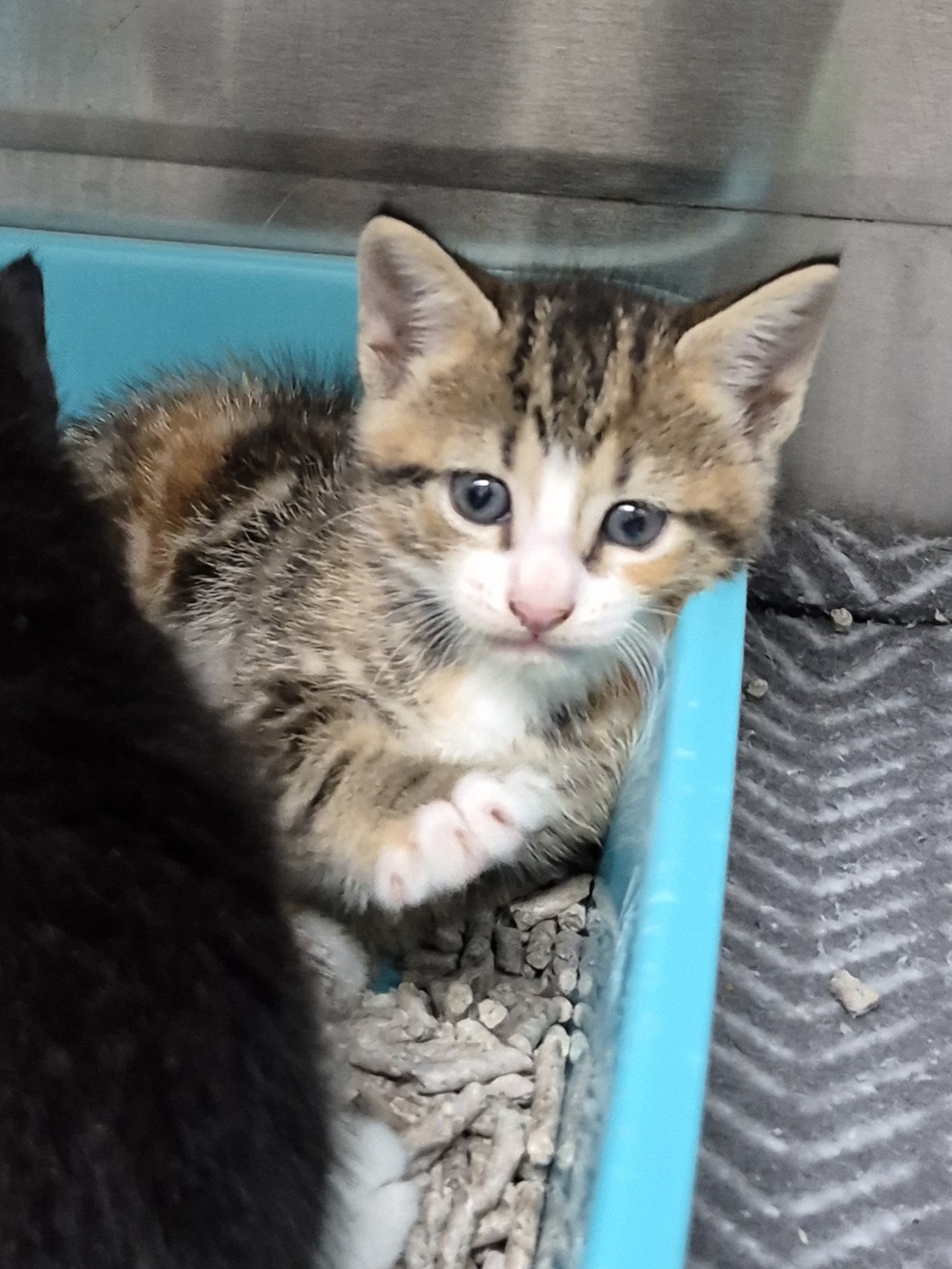 Found Domestic Short Hair Kitten