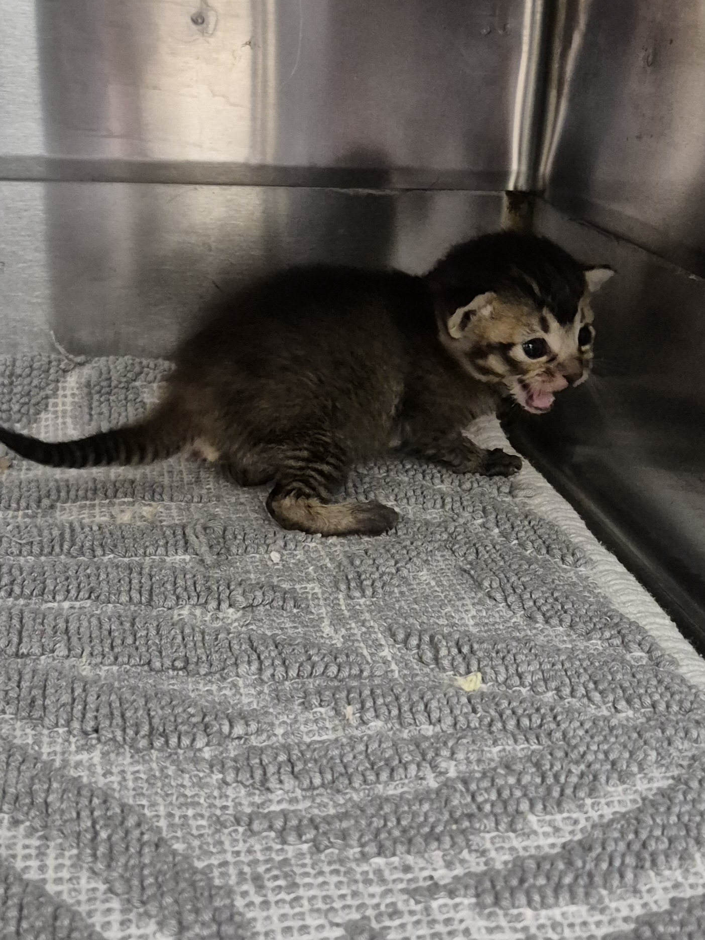 Found Domestic Short Hair Kitten