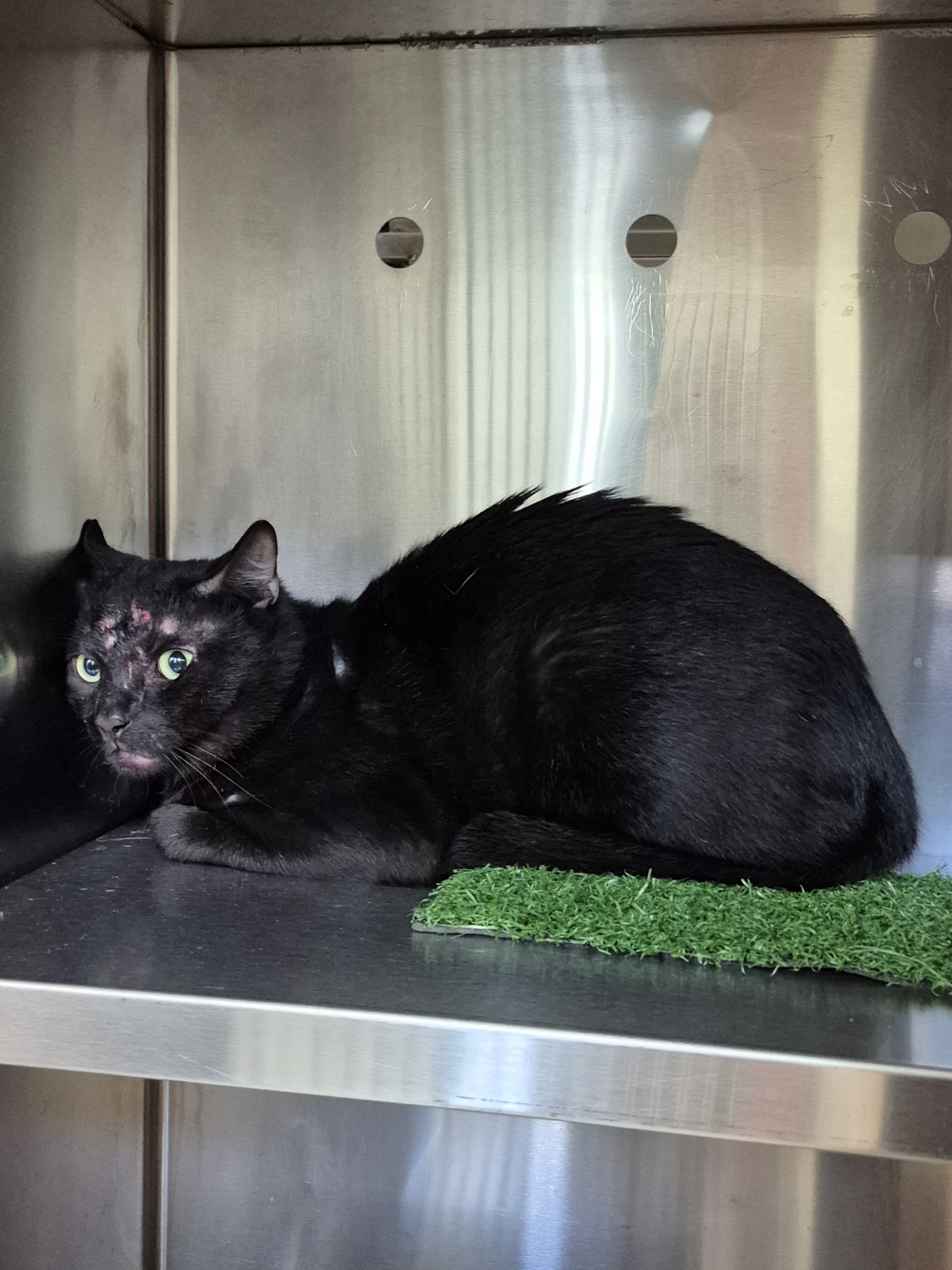 Found Domestic Short Hair