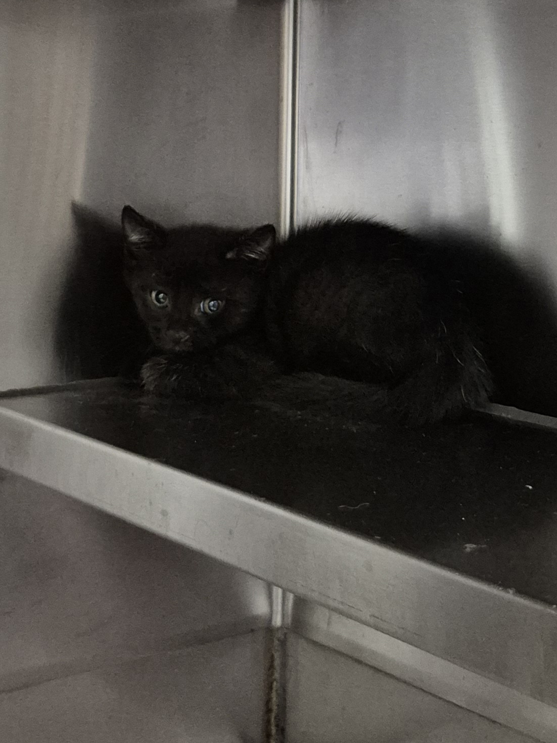 Found Domestic Short Hair Kitten