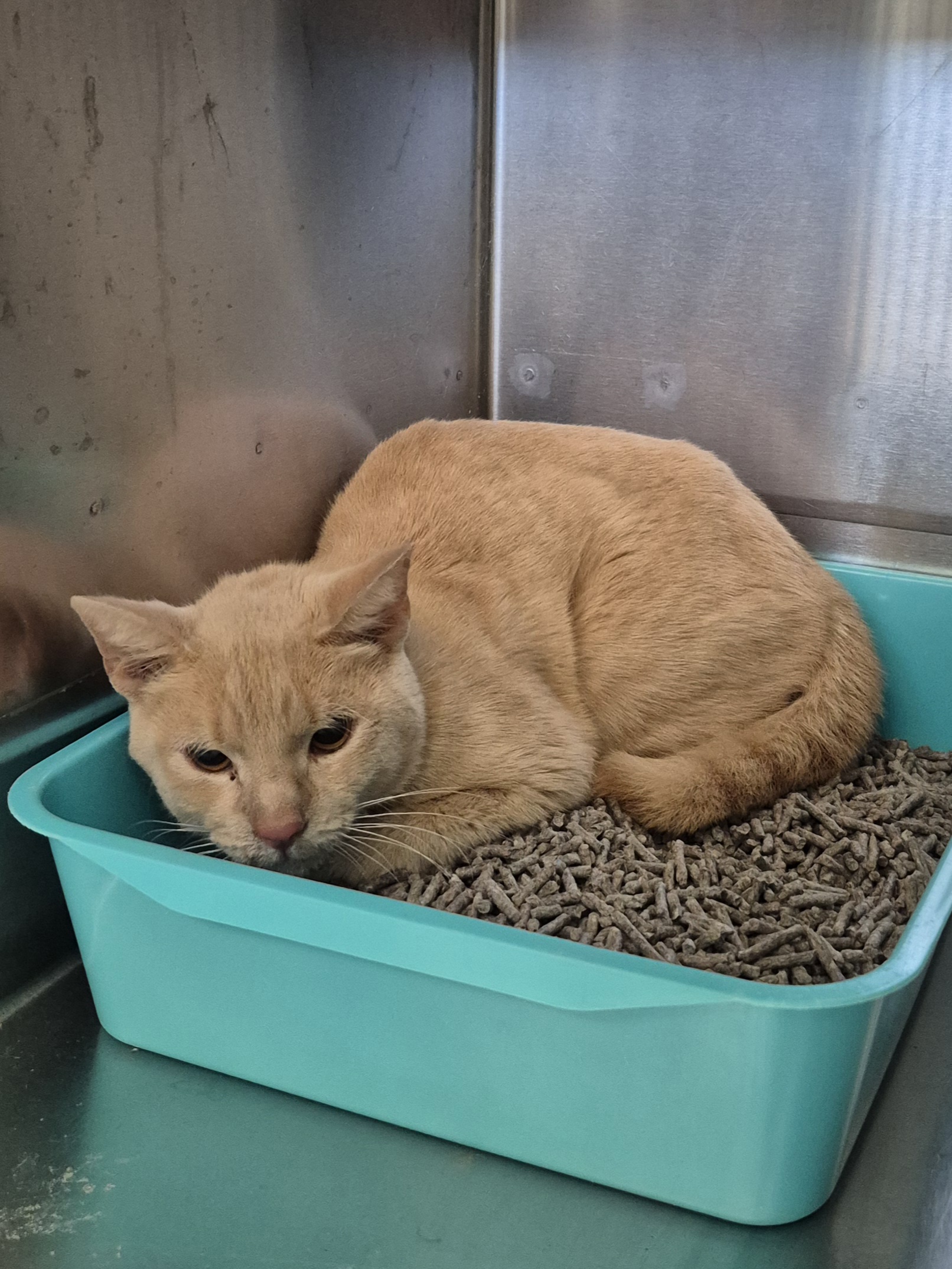 Found Domestic Short Hair