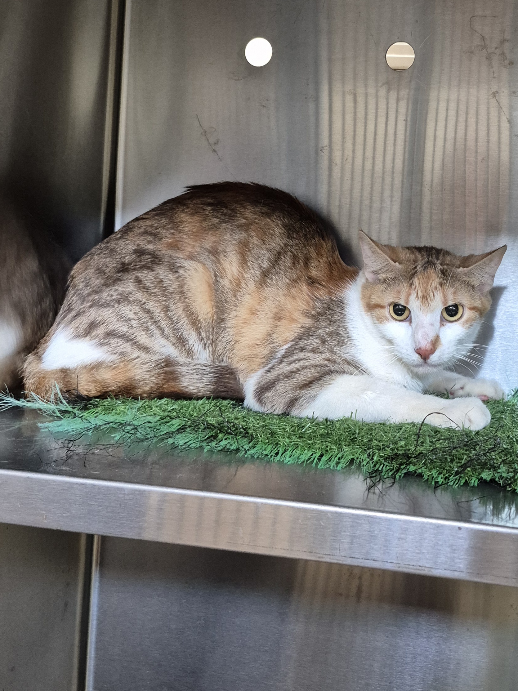 Found Domestic Short Hair