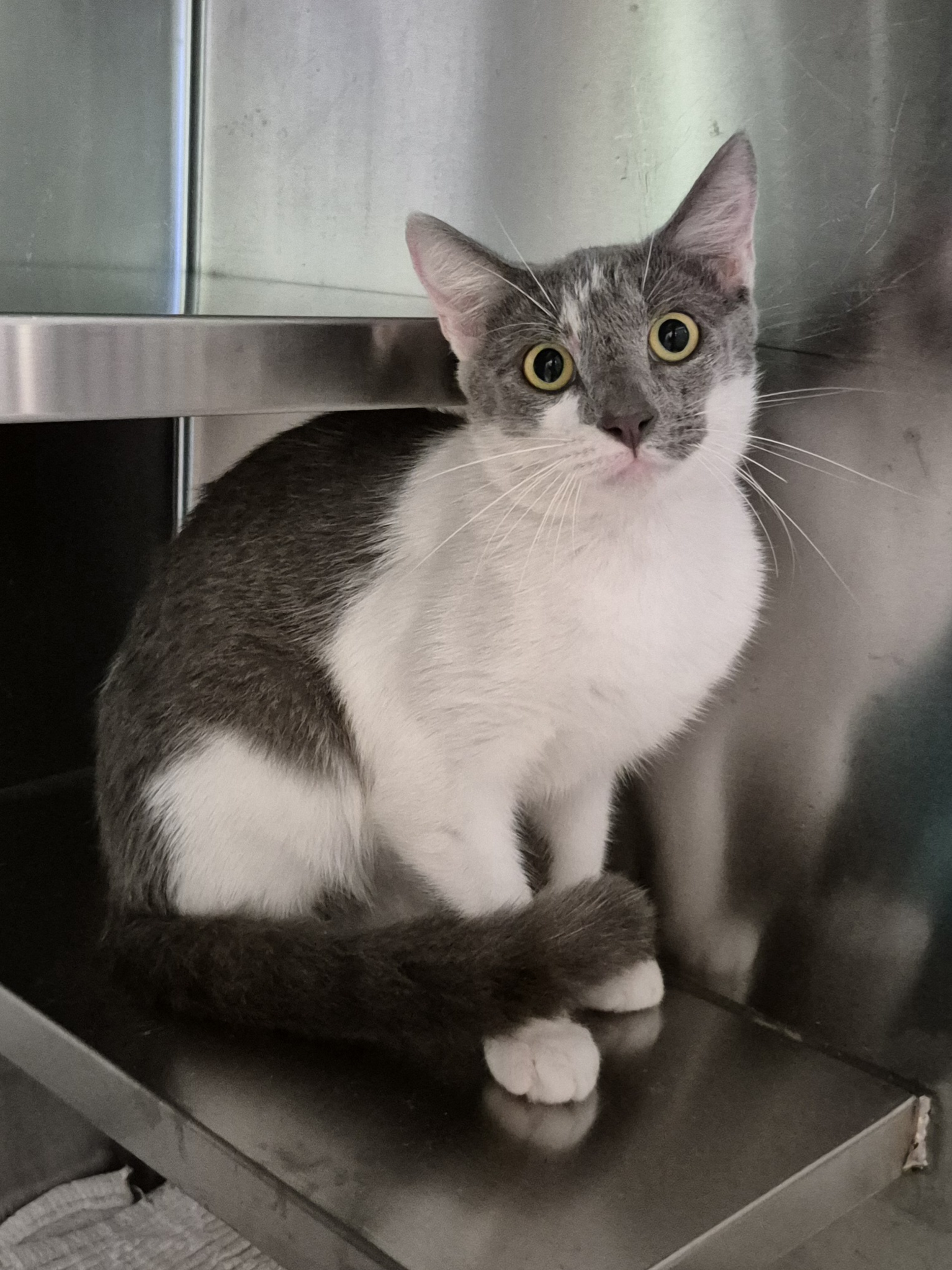 Found Domestic Short Hair