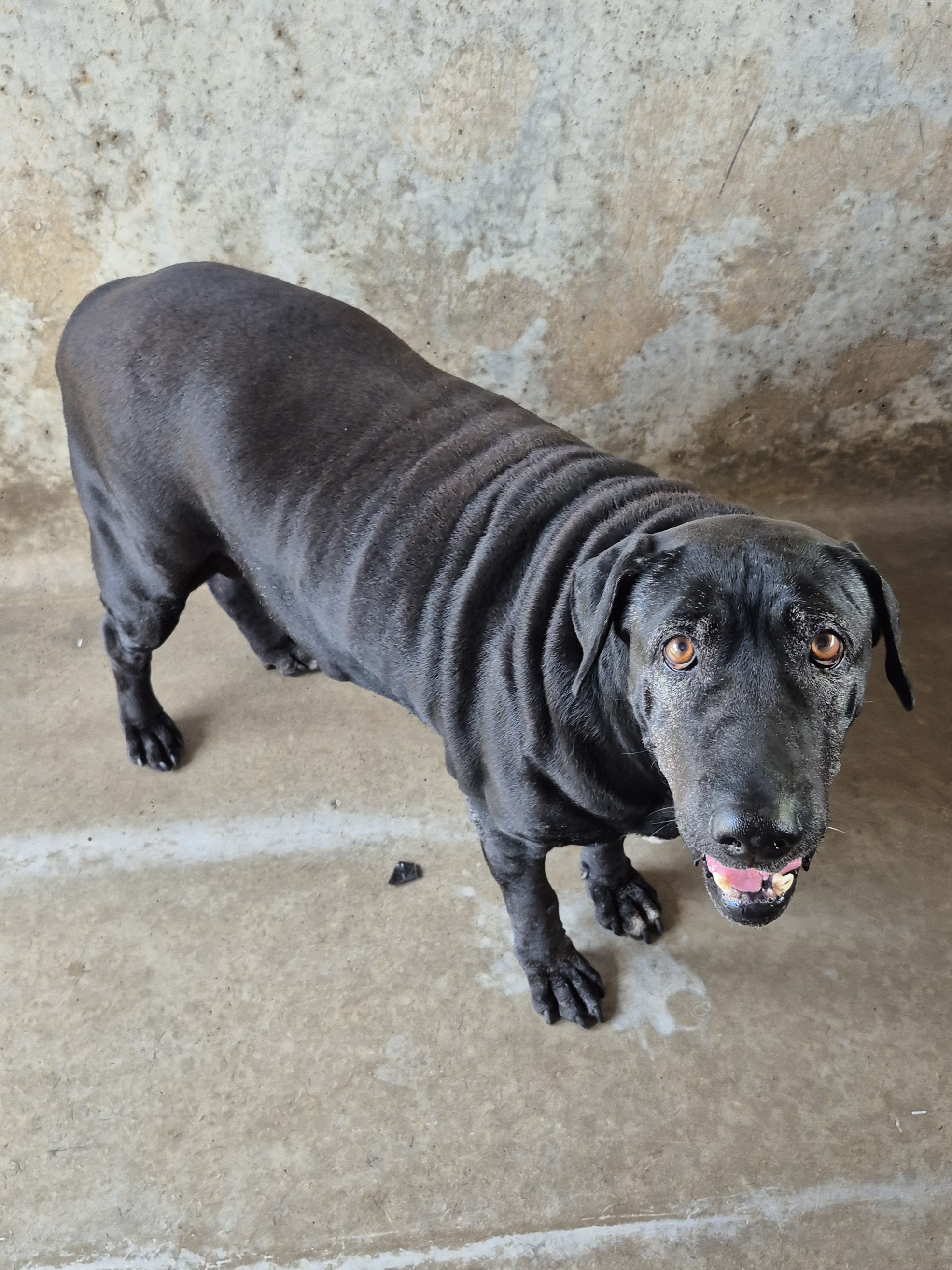 Found Medium Mixed Breed