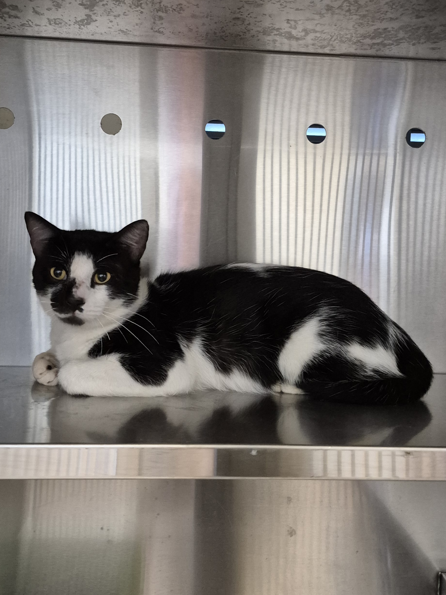 Found Domestic Short Hair