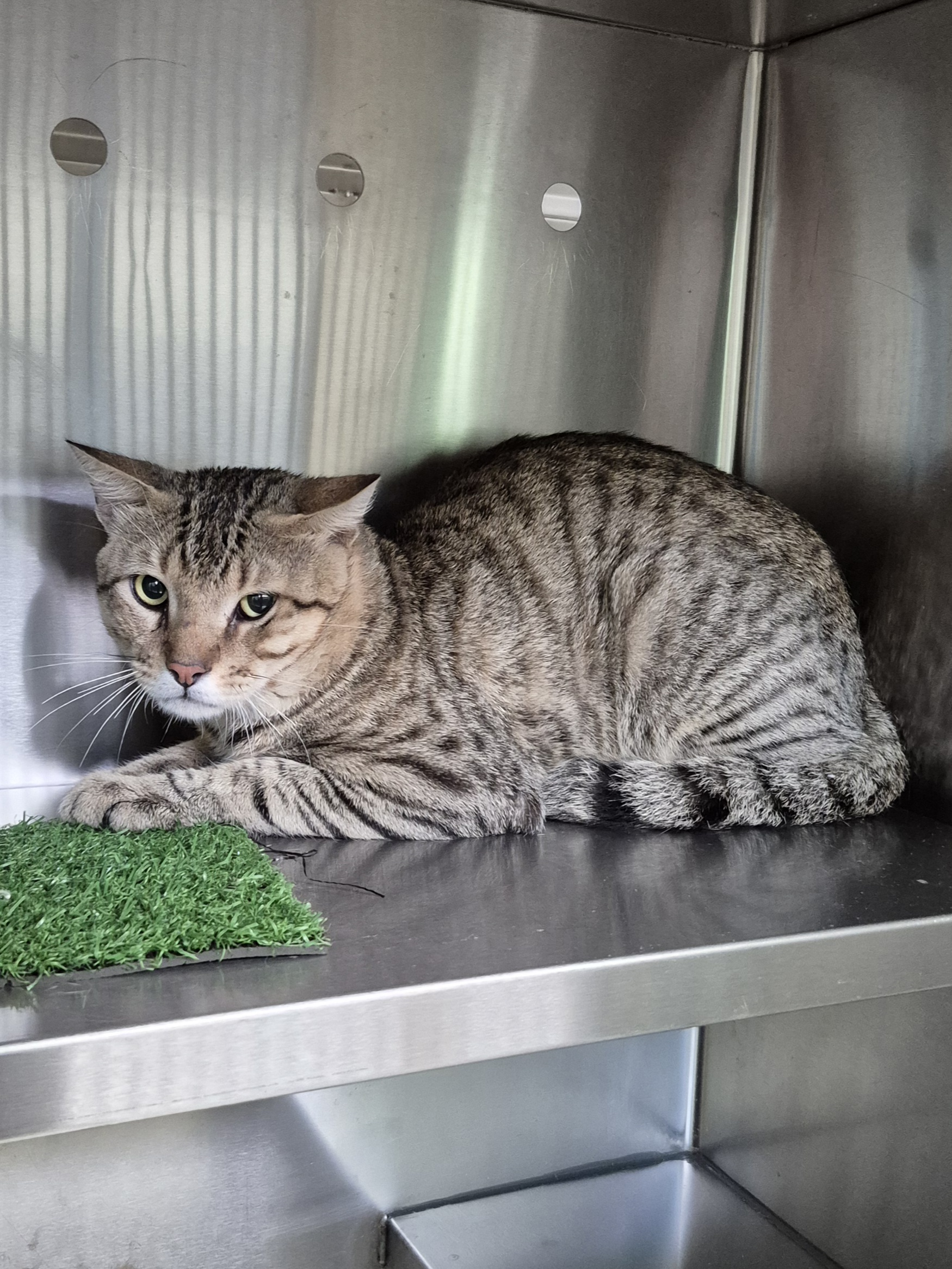 Found Domestic Short Hair