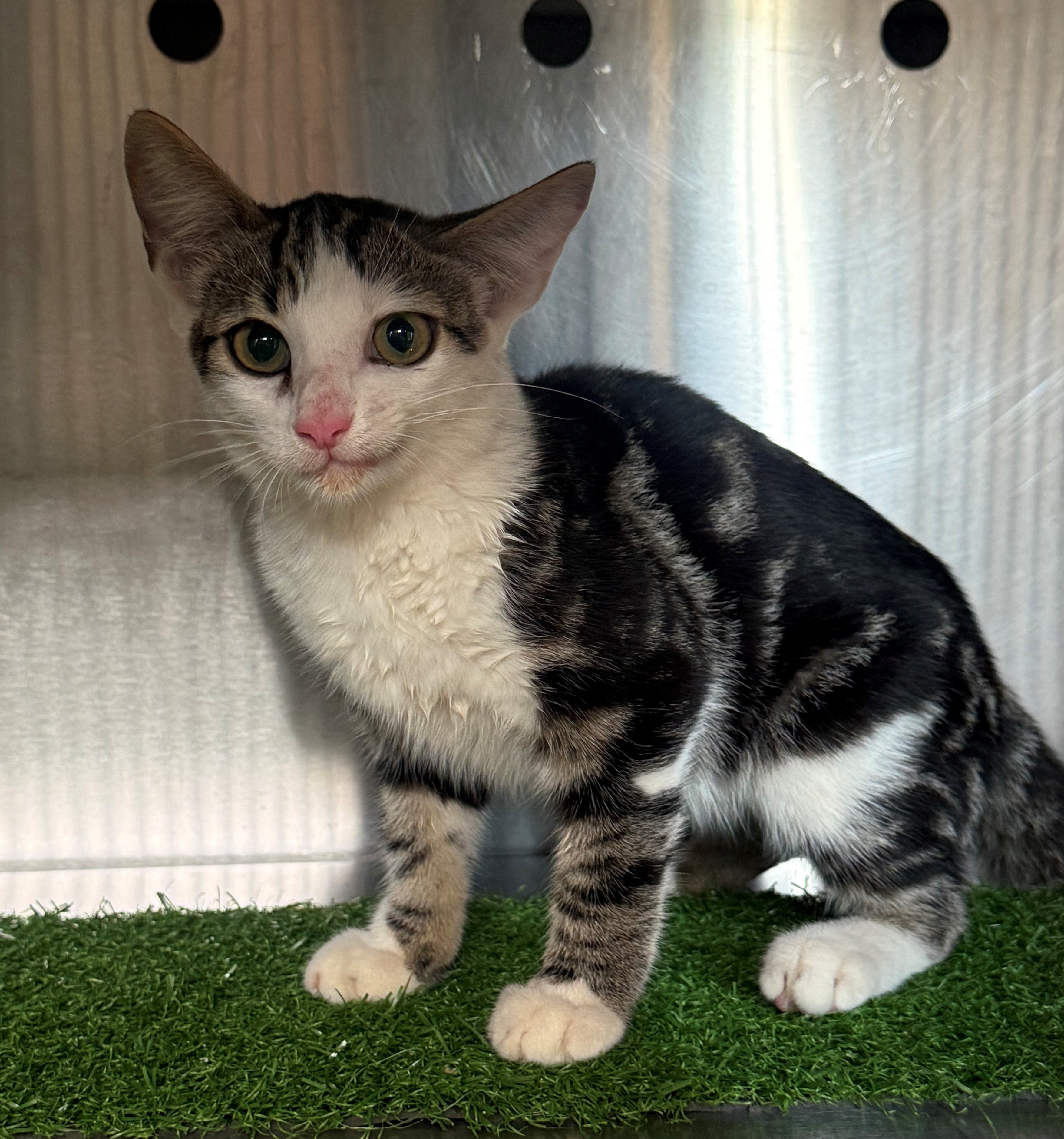 Found Domestic Short Hair Kitten 