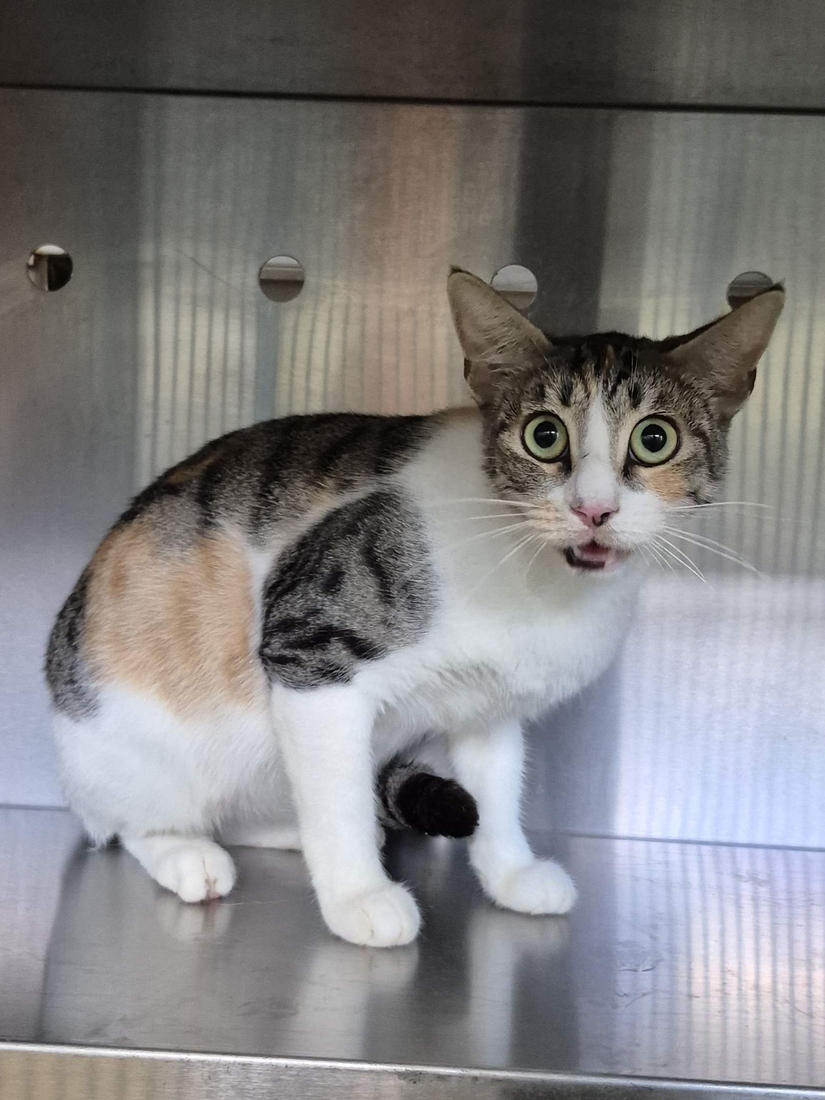 Found Domestic Short Hair
