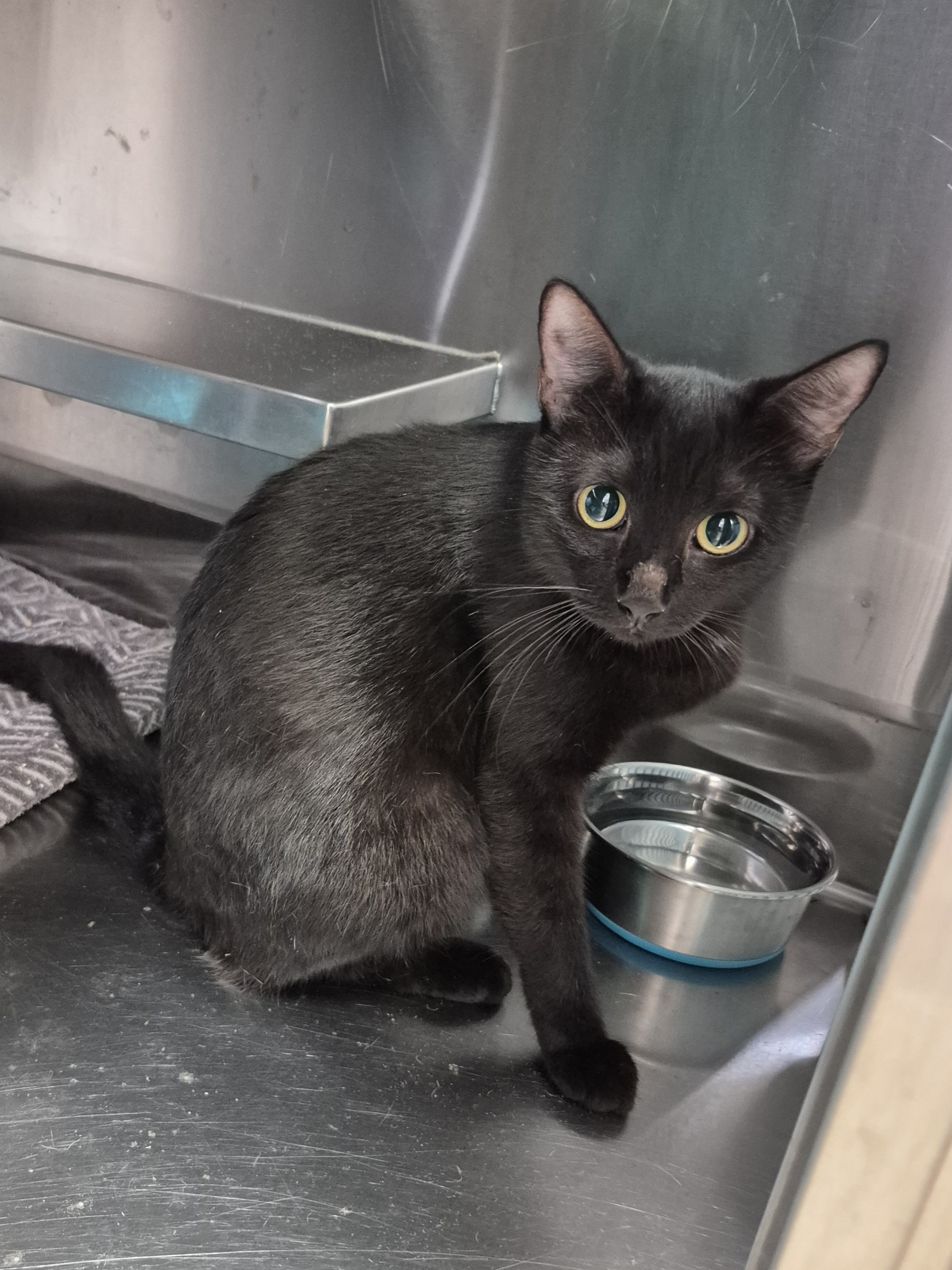 Found Domestic Short Hair