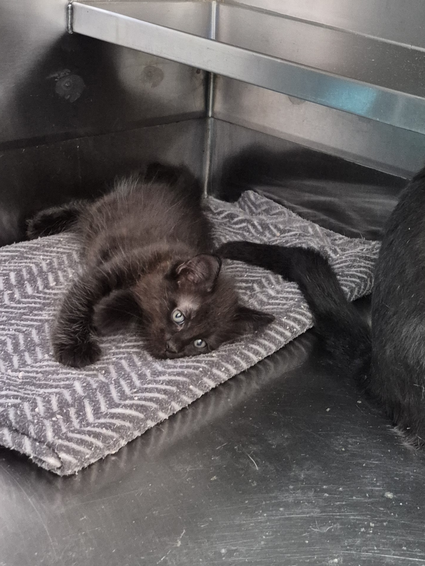 Found Domestic Short Hair Kitten