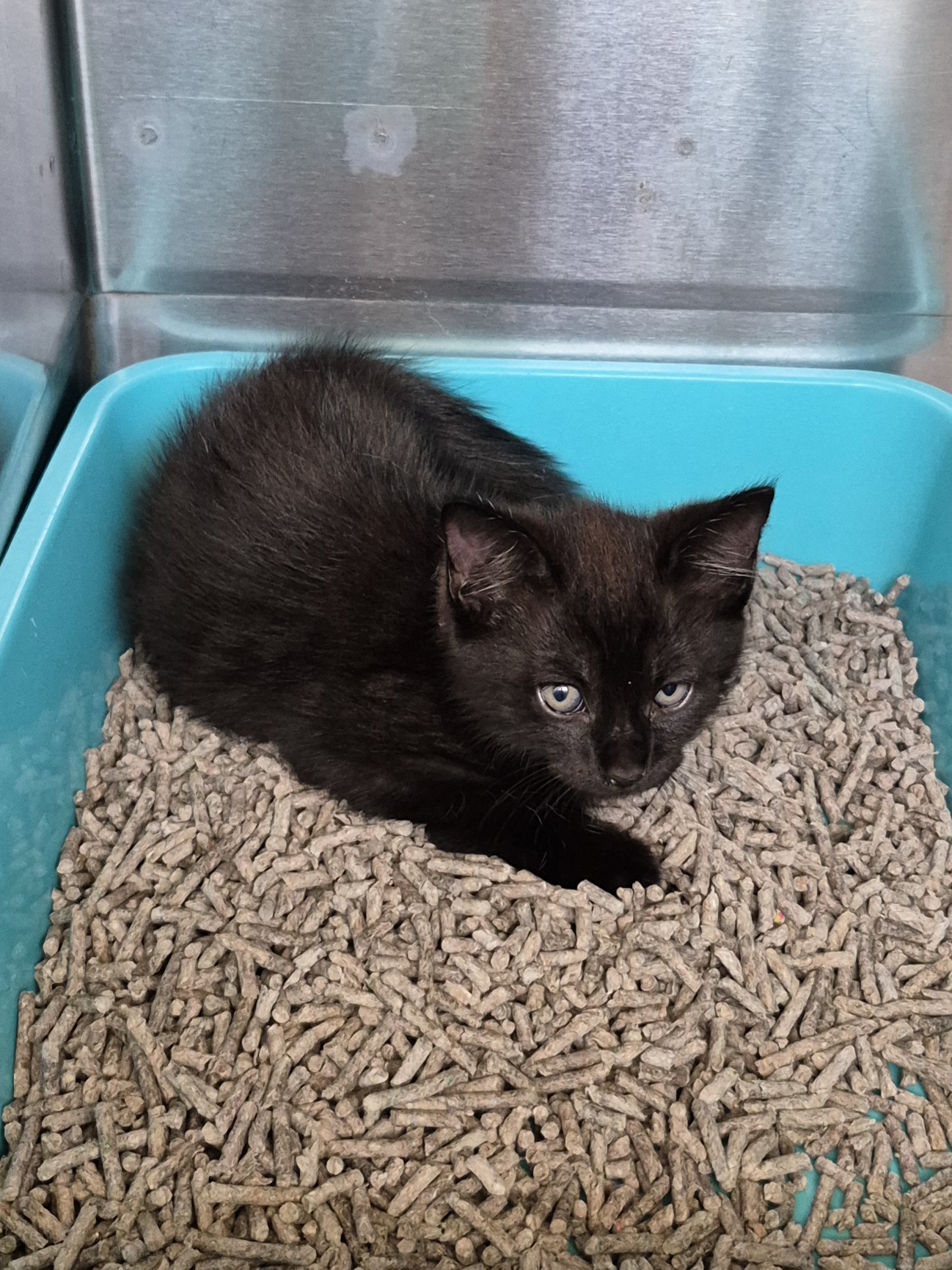 Found Domestic Short Hair Kitten