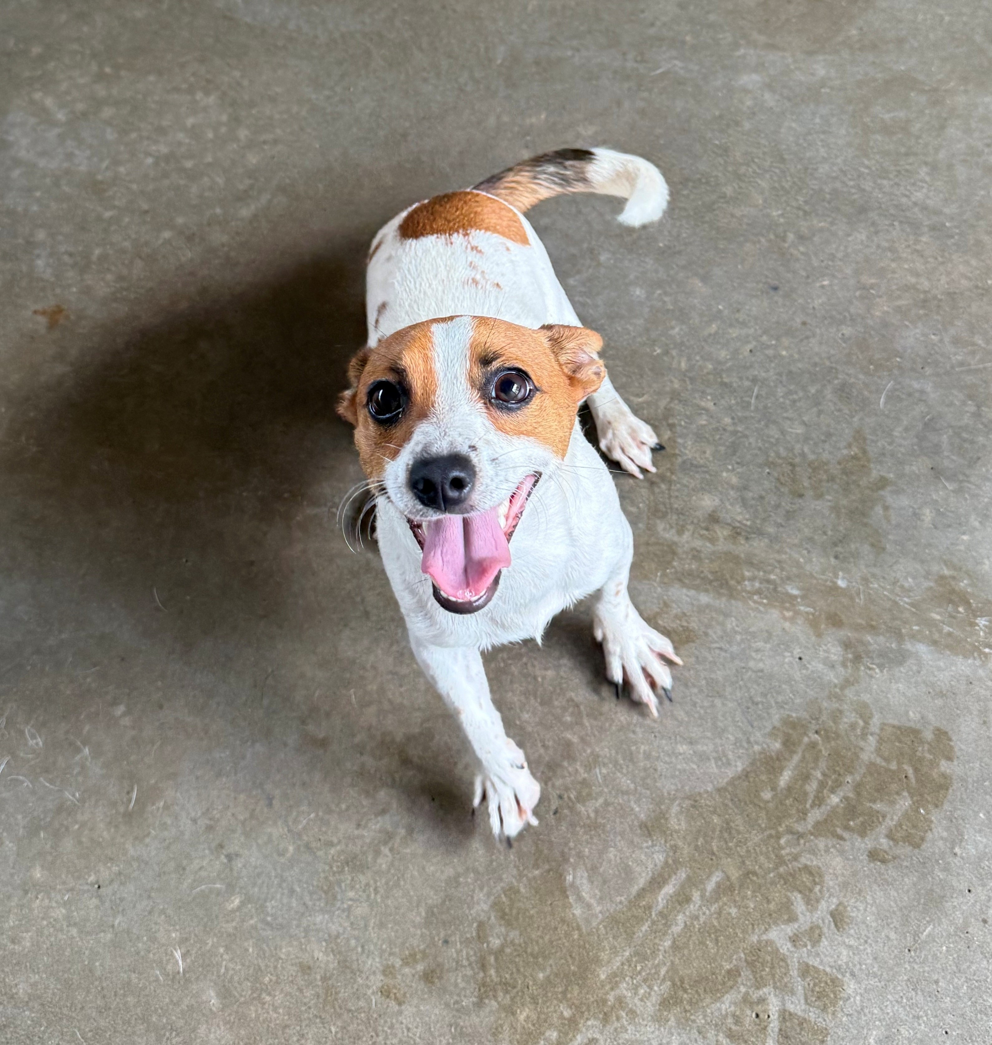 Found Jack Russell Dog