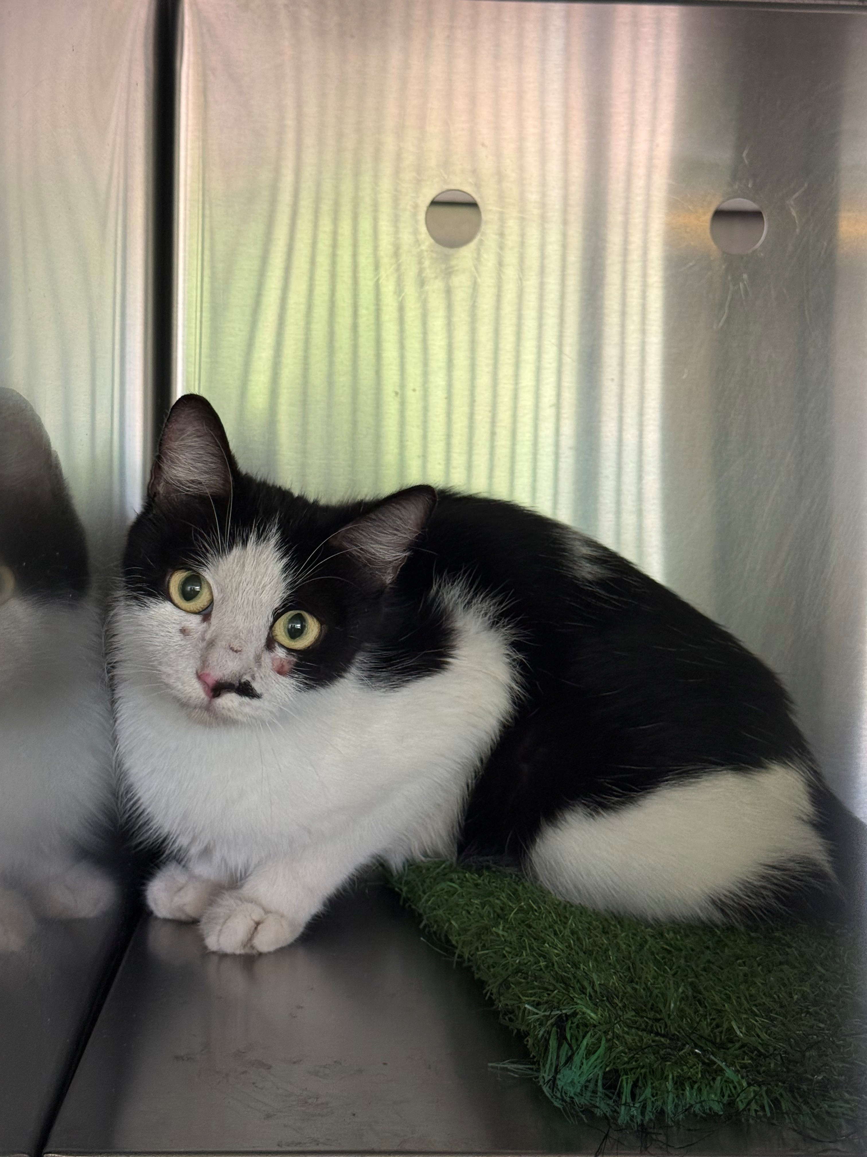 Found Domestic Short Hair Cat