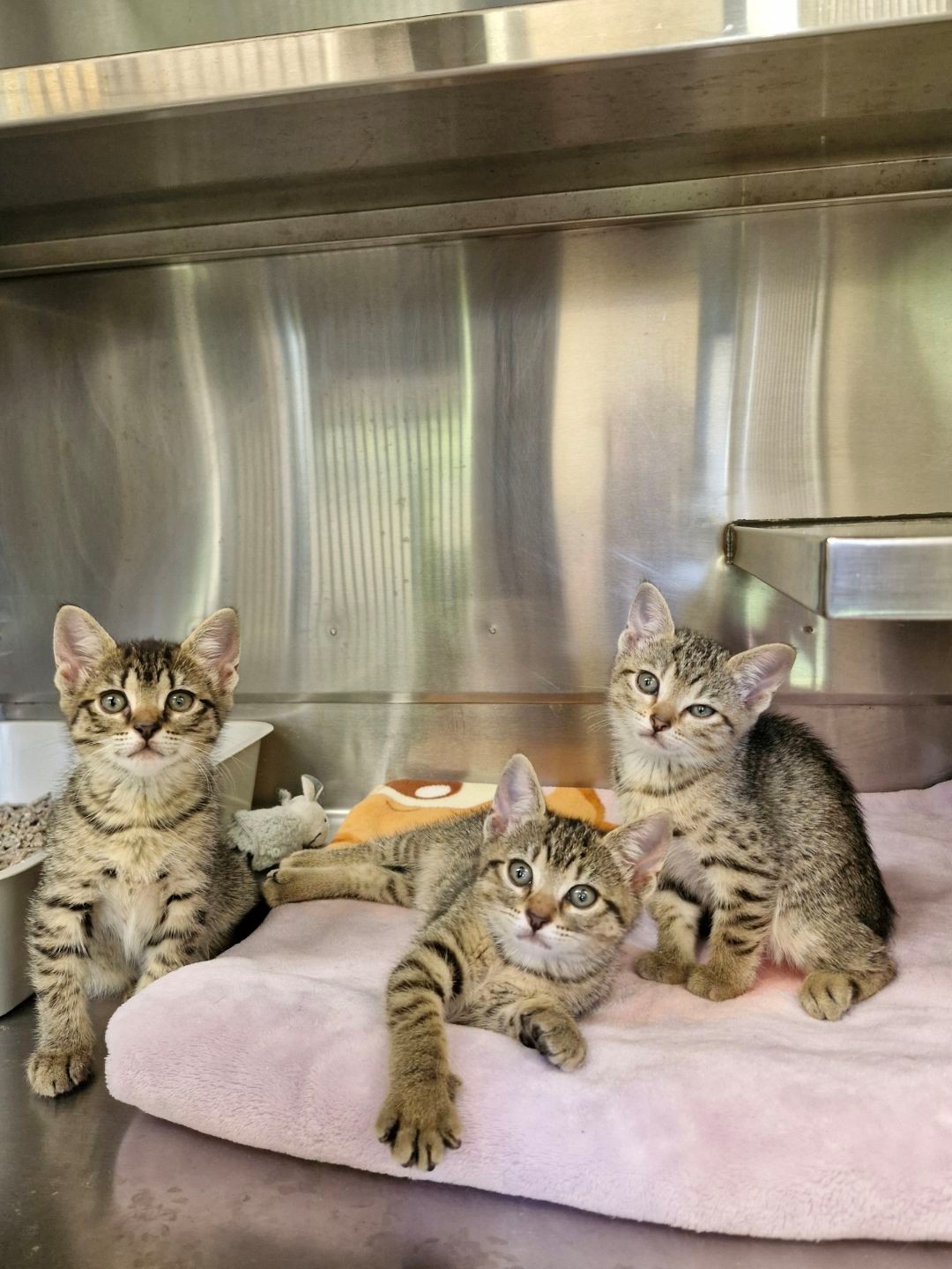 Found Domestic Short Hair Kittens