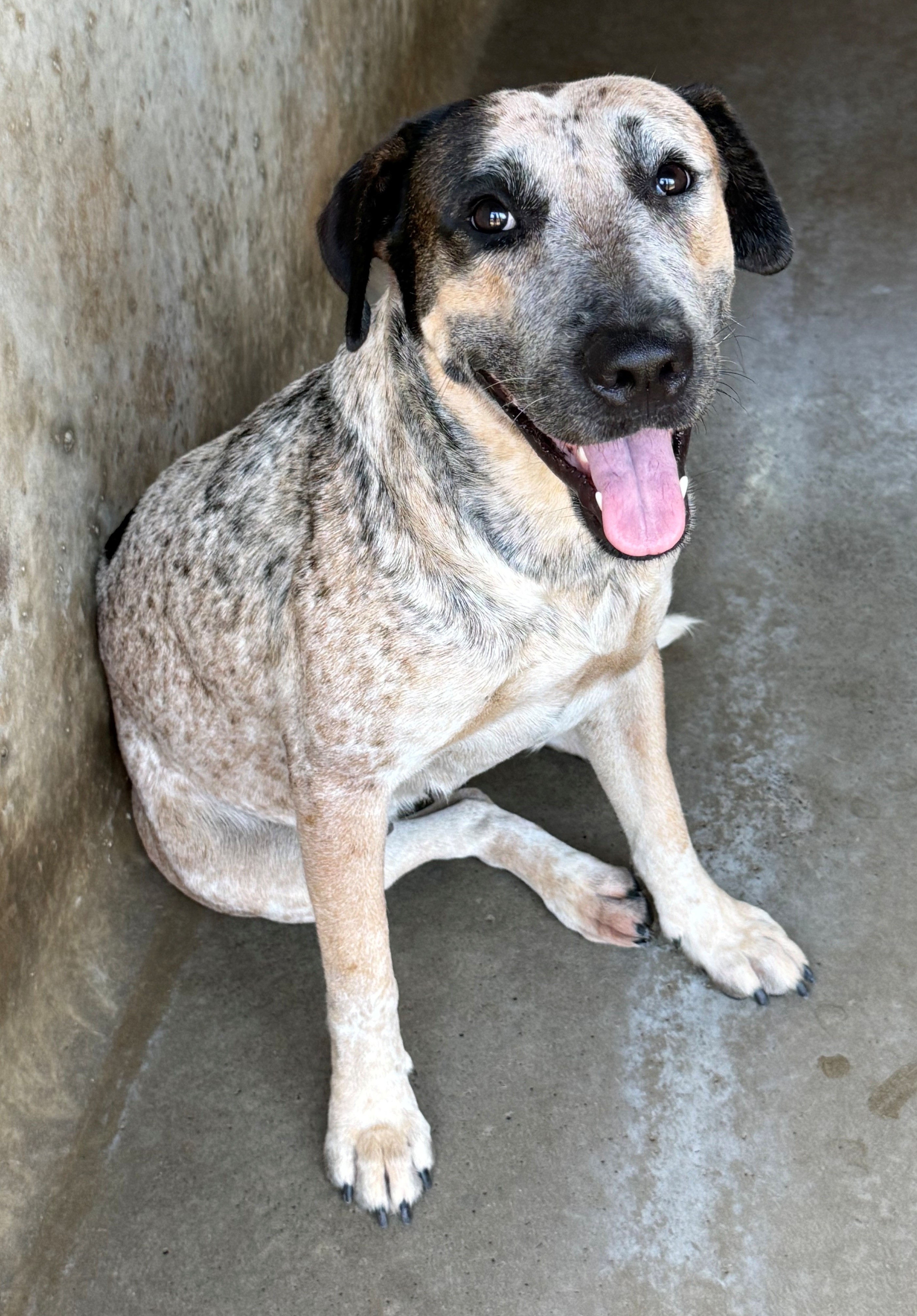 Found Medium Mixed Breed Dog