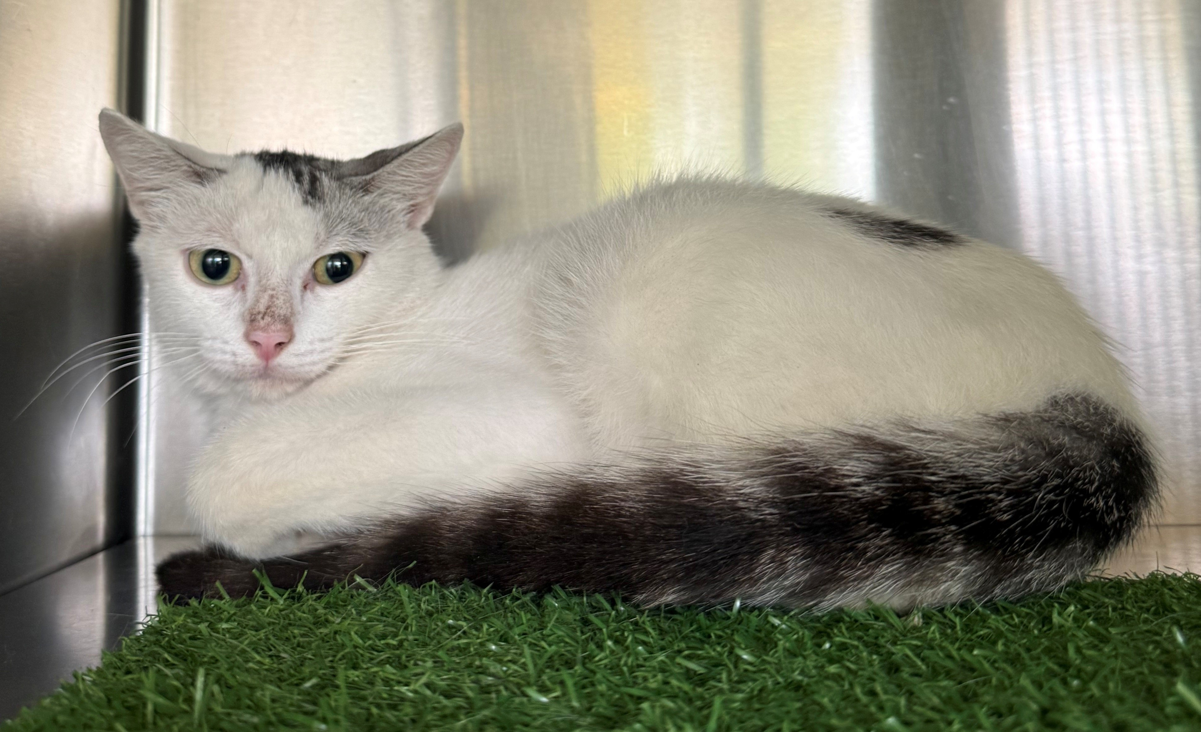 Found Domestic Short Hair Cat