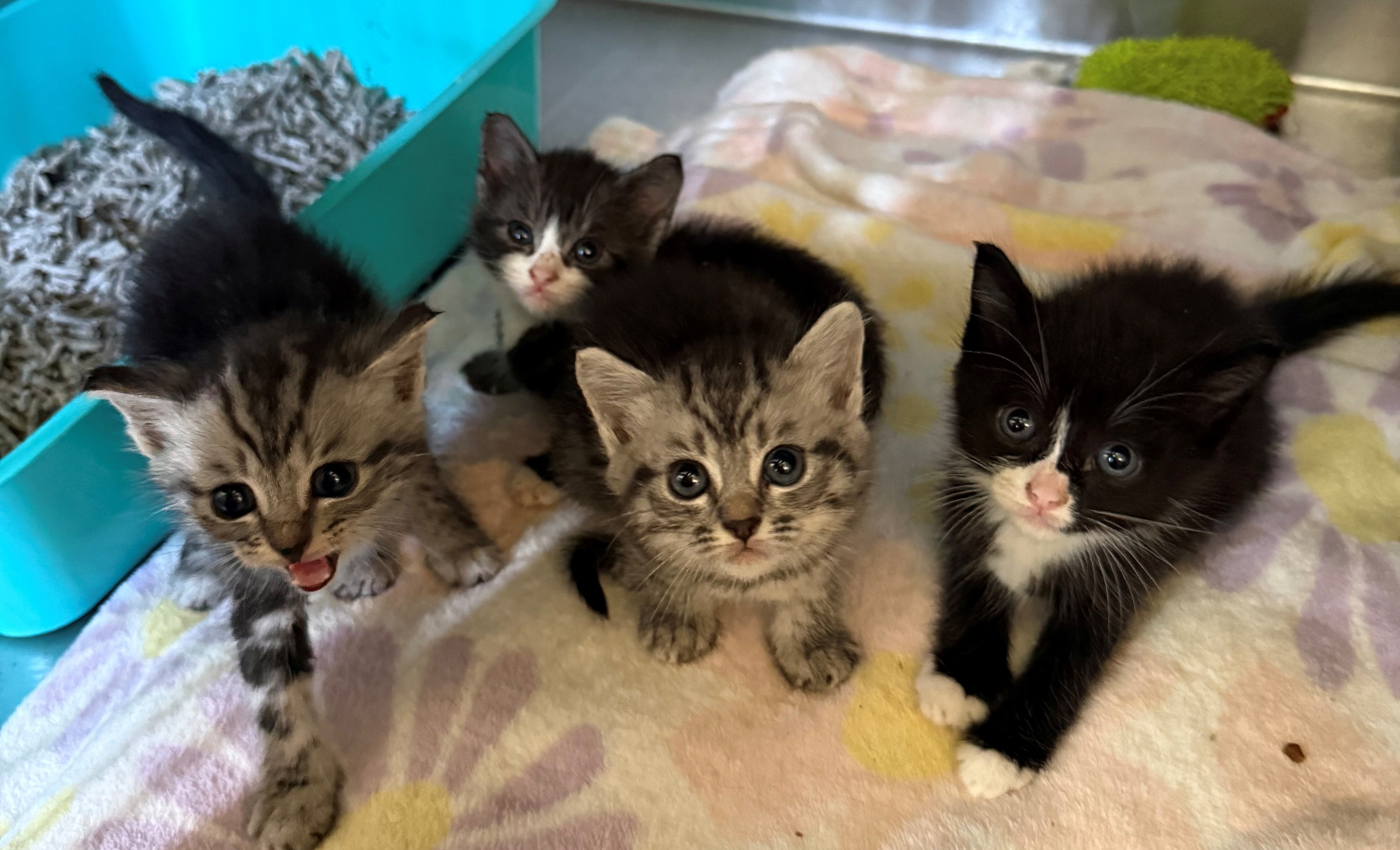 Found Domestic Short Hair Kittens