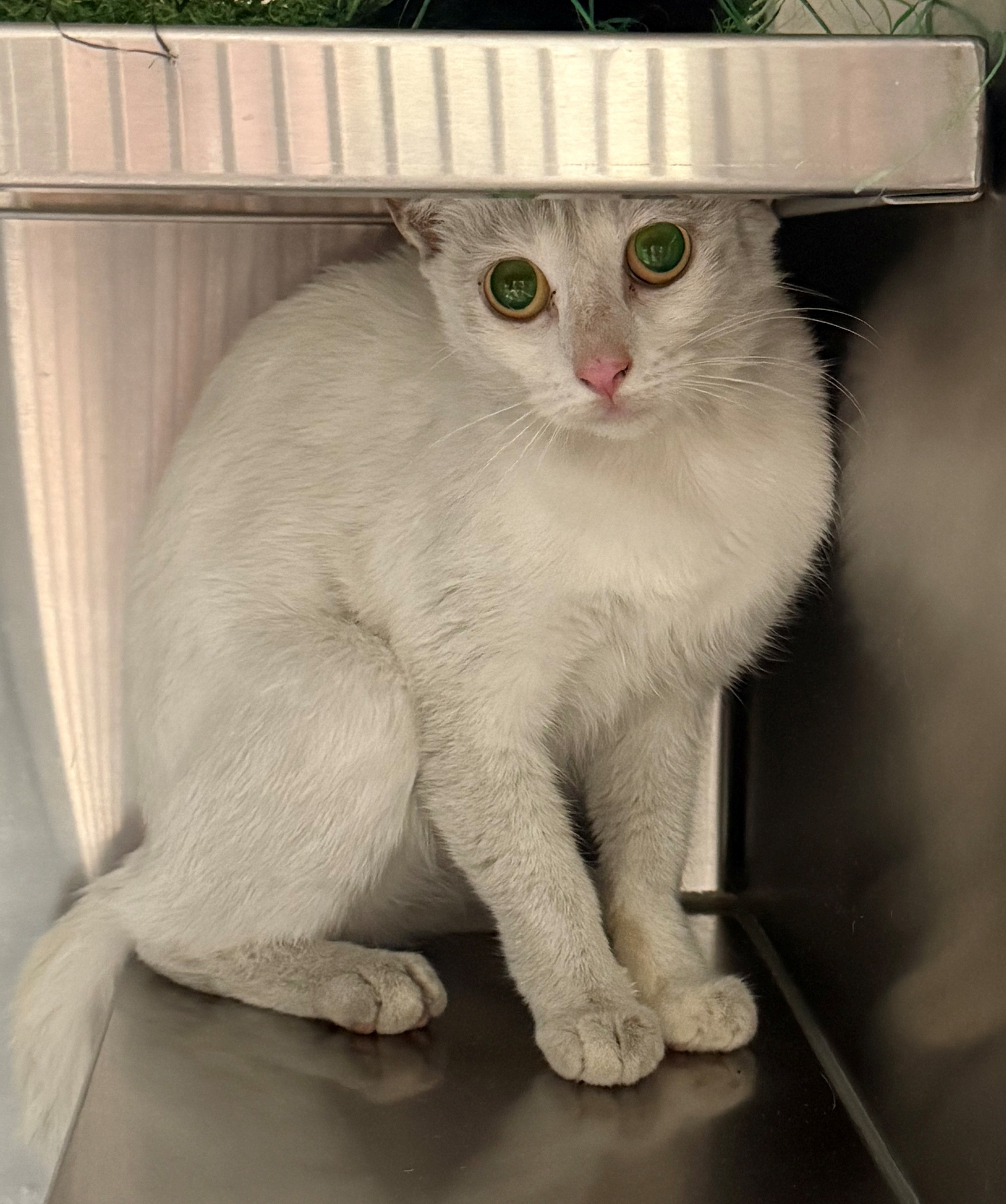 Found Domestic Short Hair Cat
