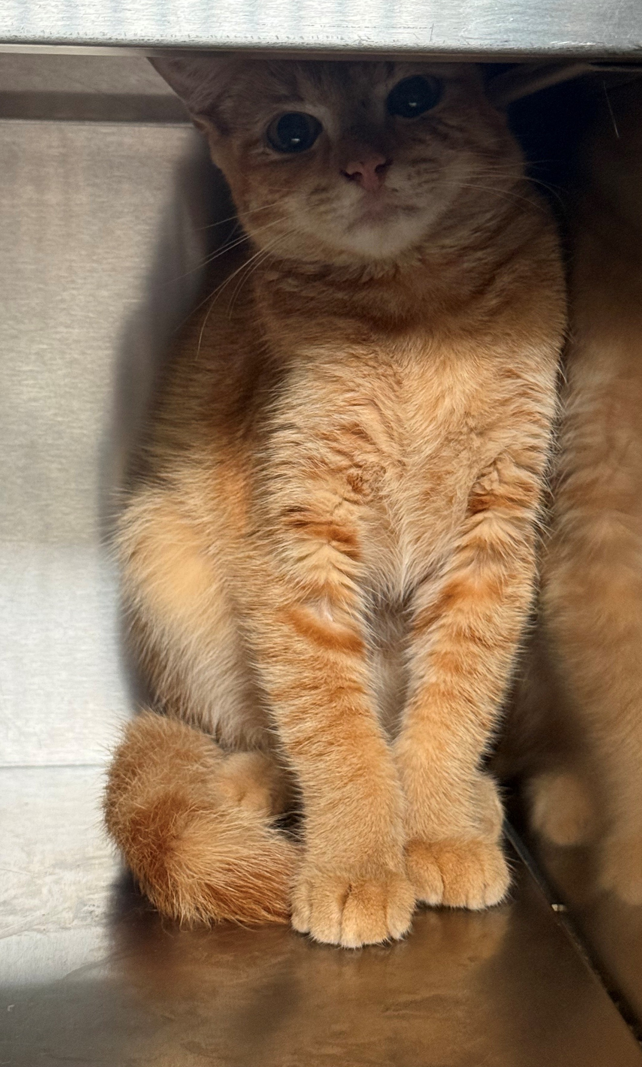 Found Domestic Short Hair Cat