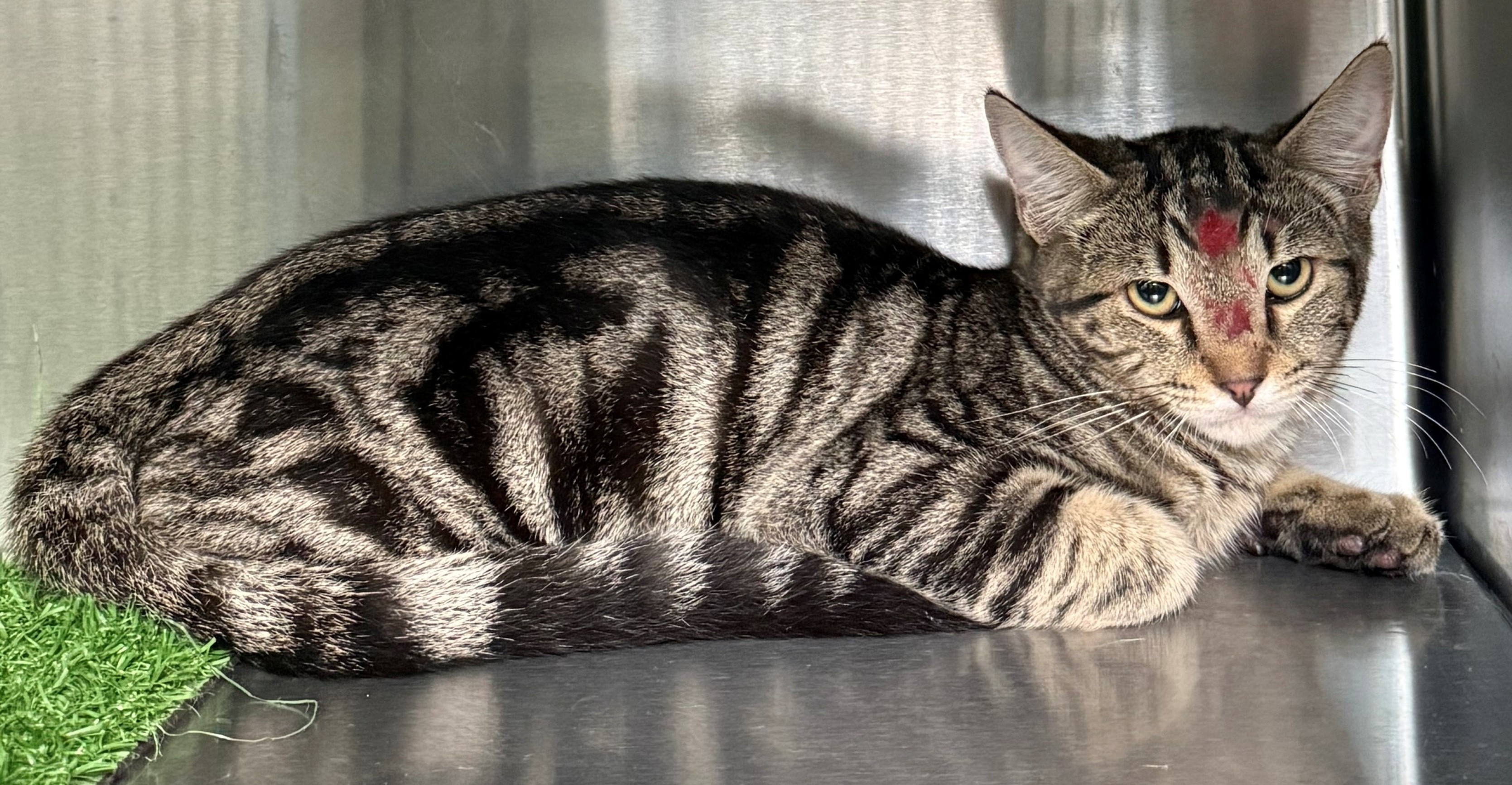Found Domestic Short Hair Cat