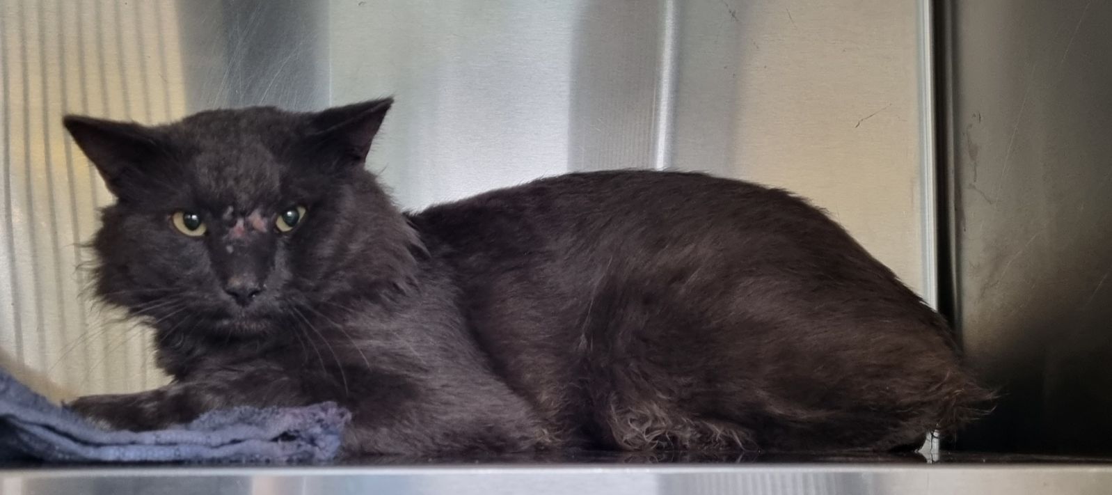 Found Grey Cat