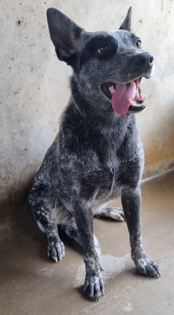 Found Heeler