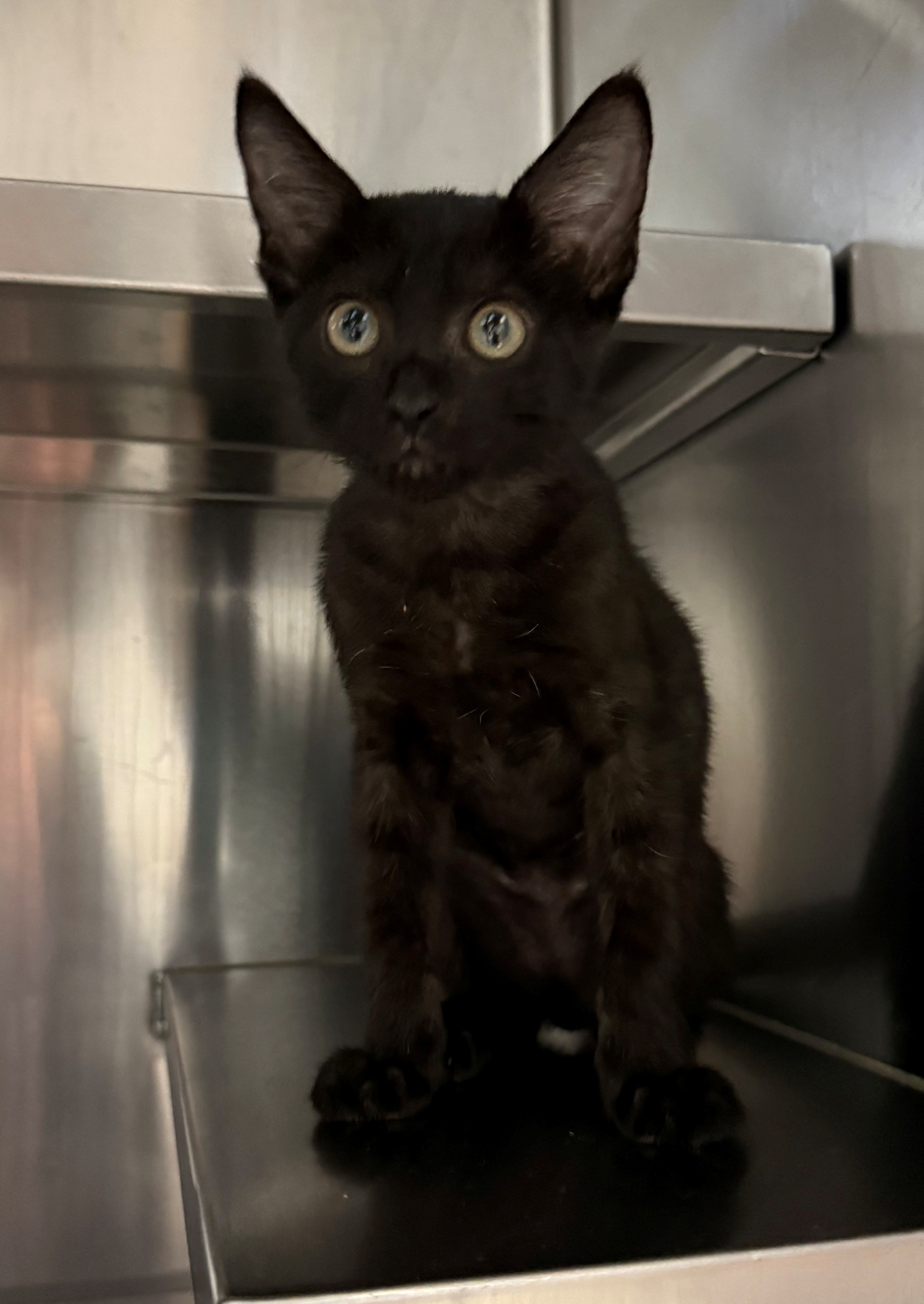 Found Domestic Short Hair Kitten 