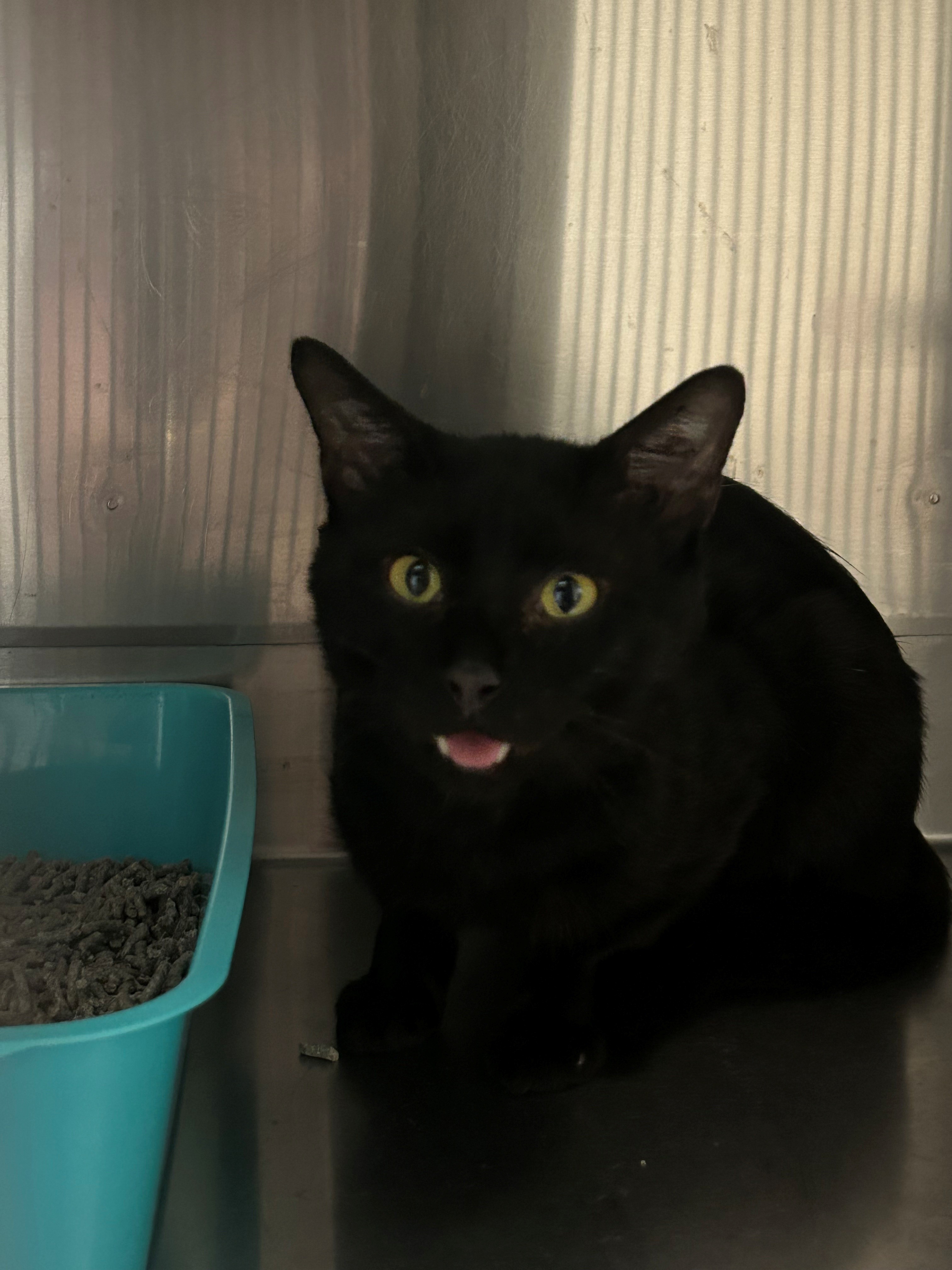 Black cat