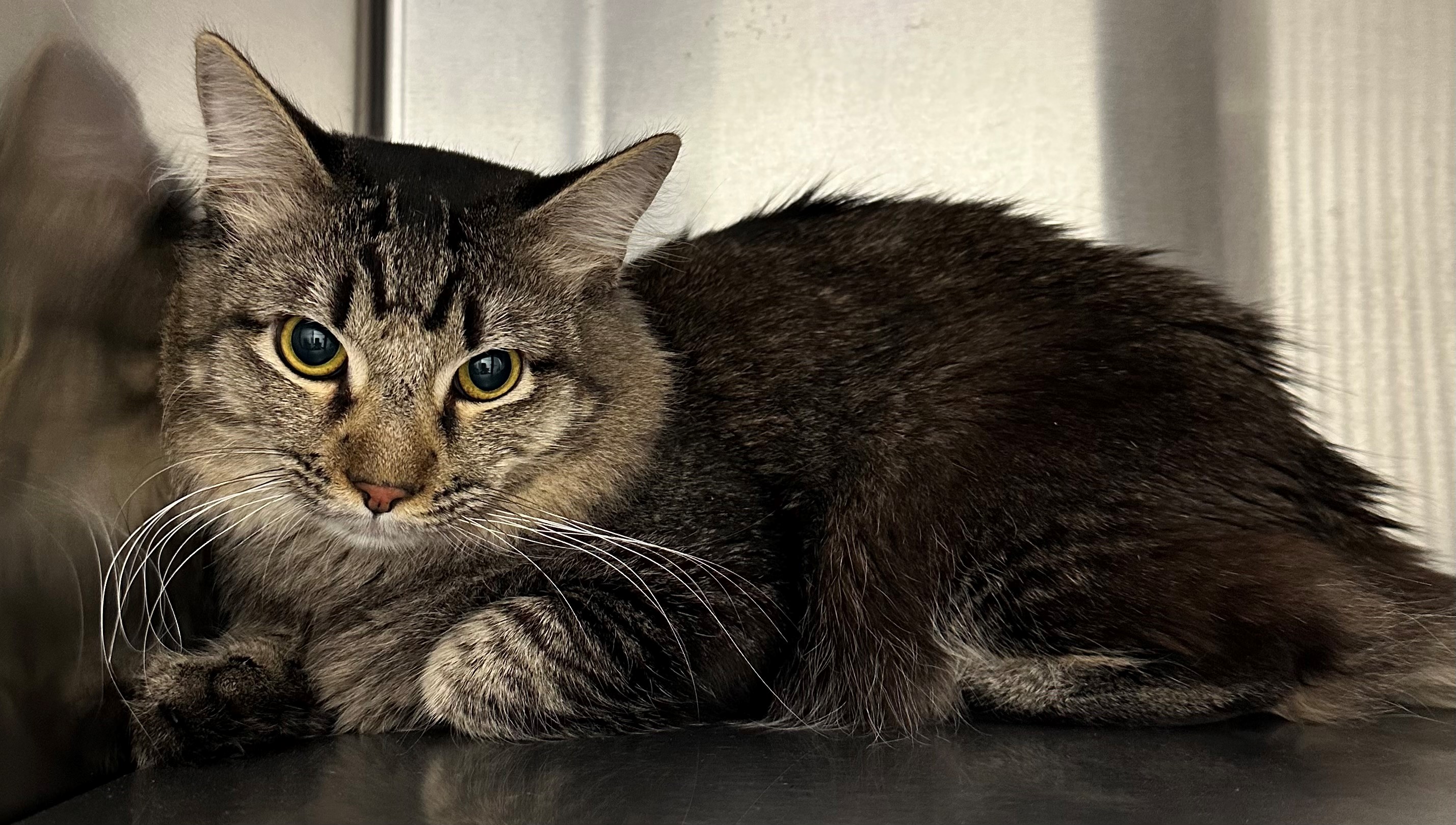 Found Tabby Cat