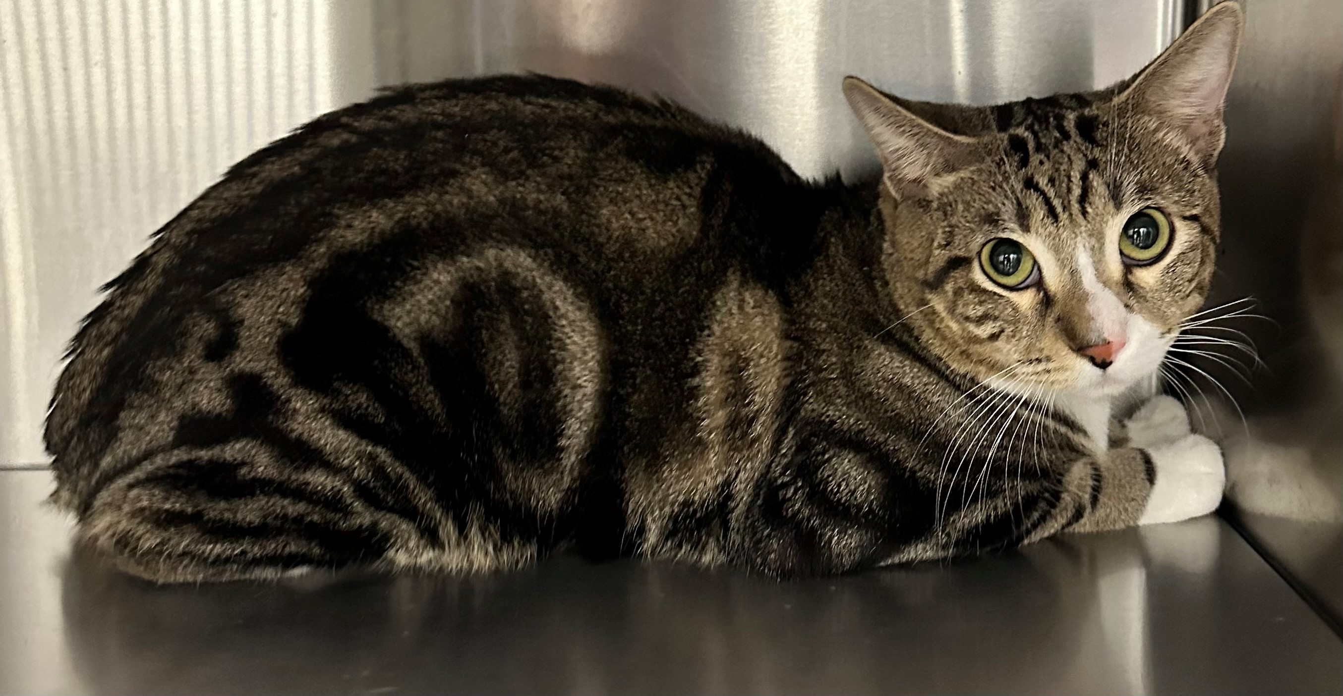 Found Tabby & White Cat