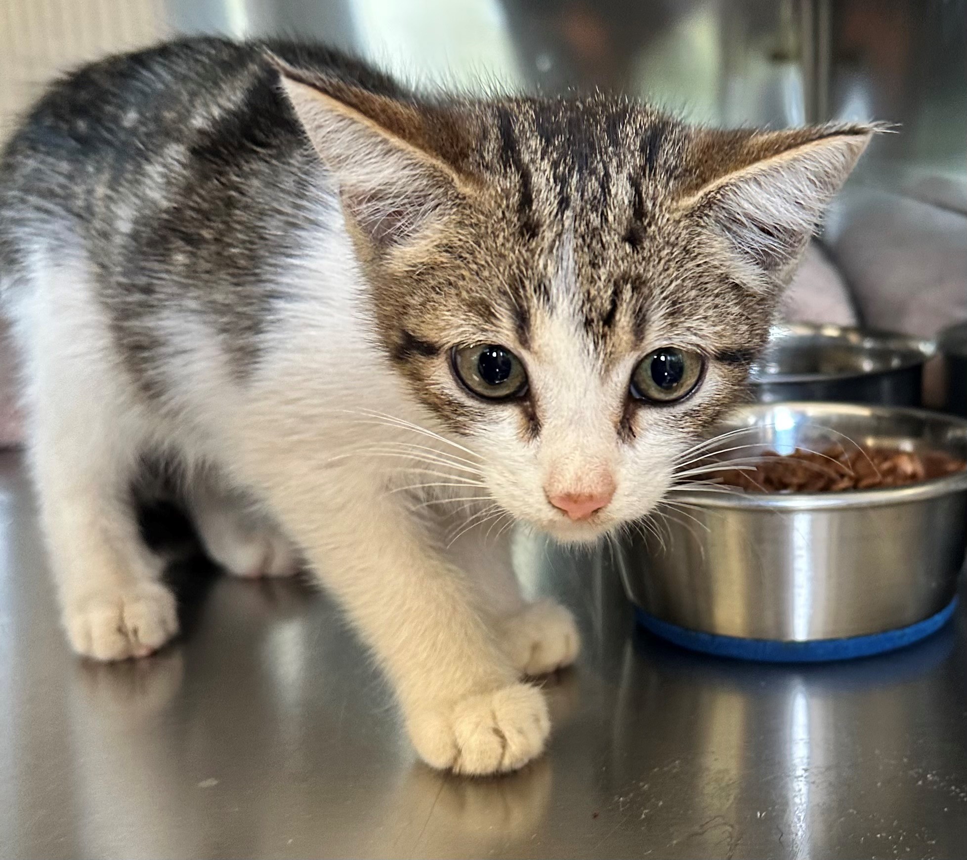Found Tabby & White Kitten