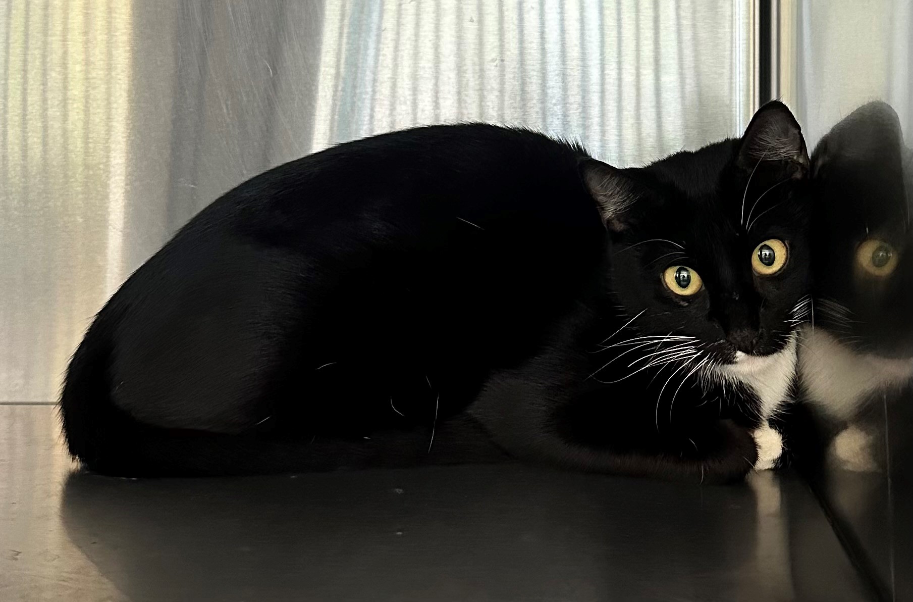 Found Black & White Cat